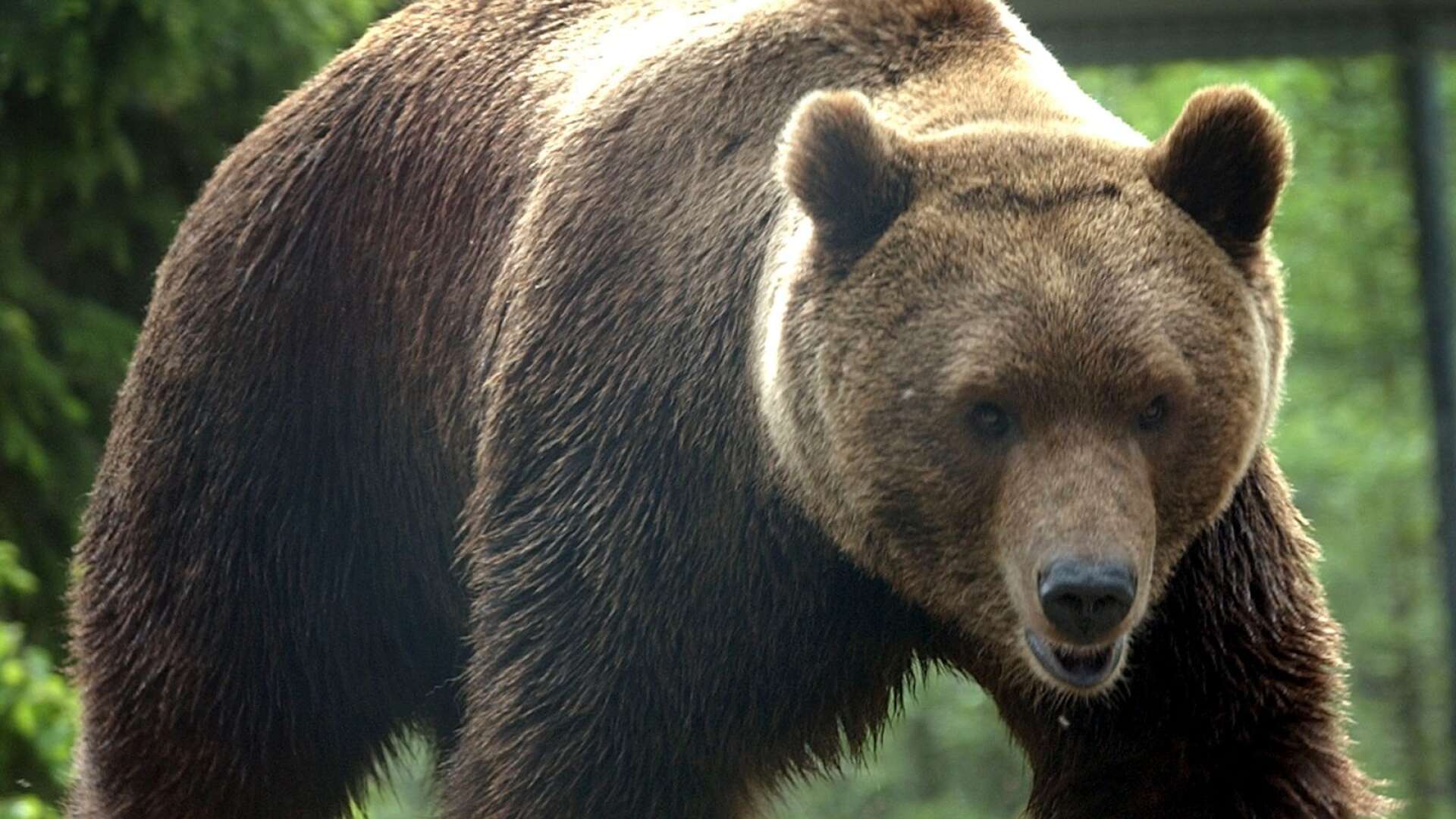 Nu börjar årets björnjakt i Värmland. Björnen på bilden omfattas inte av jakten, då den är hemmahörande på Kolmårdens djurpark.