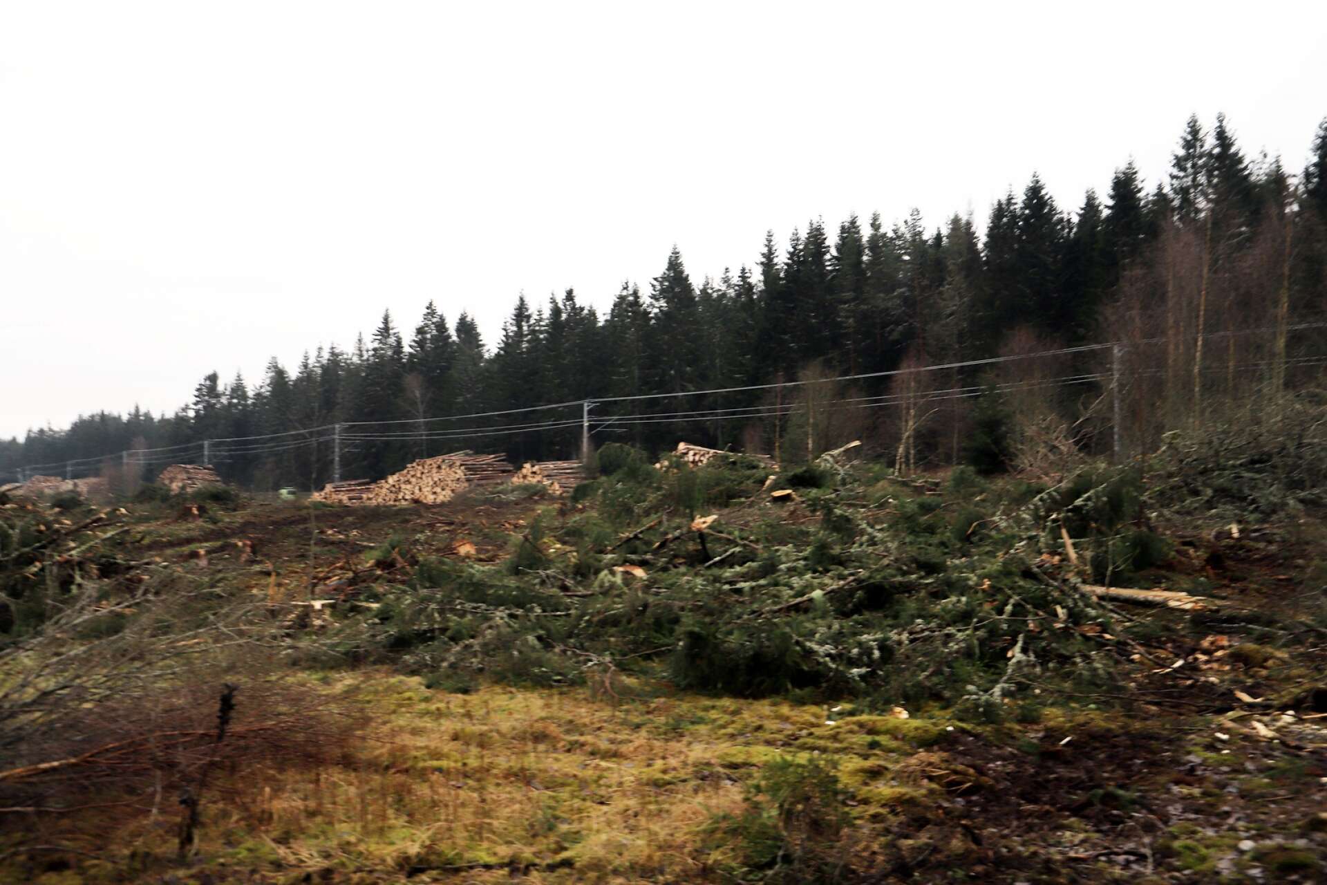 Här vid Nian i Bäckefors intill Norgebanan där omlastningscentralen ska byggas har skogen börat att röjas.