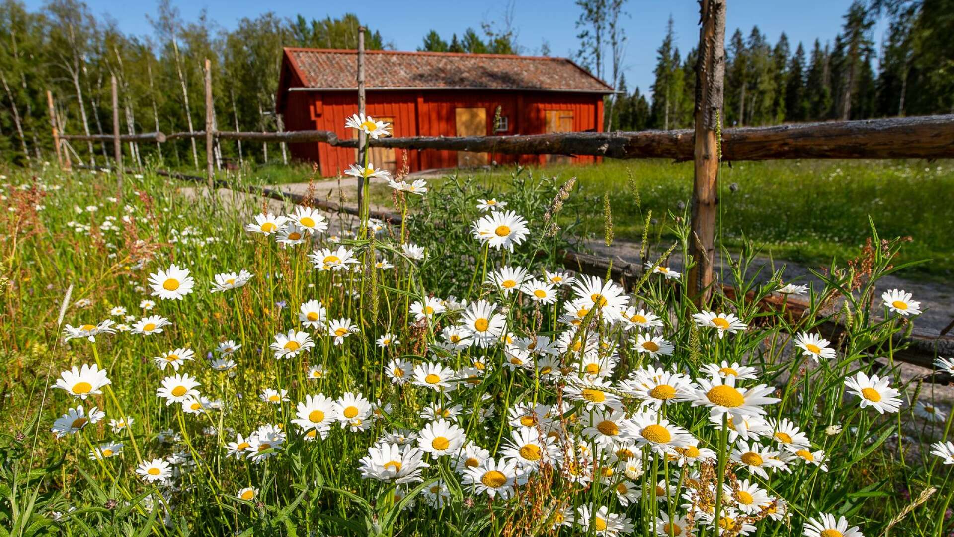 En effektiv satsning på mångfald och naturturism i dessa ekoparker kan inte bara värna ovanliga arter och naturmiljöer, utan faktiskt skapa större ekonomiska mervärden för Sverige och särskilt då på landsbygden, skriver Lars-Ola Westerlund med flera.