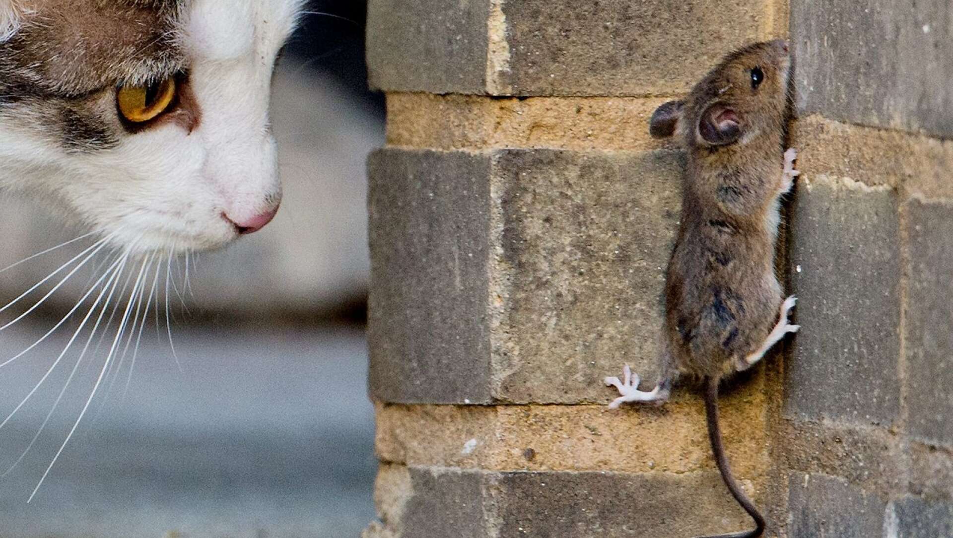 A cat watches a mouse in Hannover, Germany, 26 May 2014. (AP Photo, dpa Julian Stratenschulte)