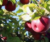 Vackert röda äpplen från koloniträdgården. Några av äpplena har drabbats av rönnbärsmal, men det blir ändå en lagom stor skörd.