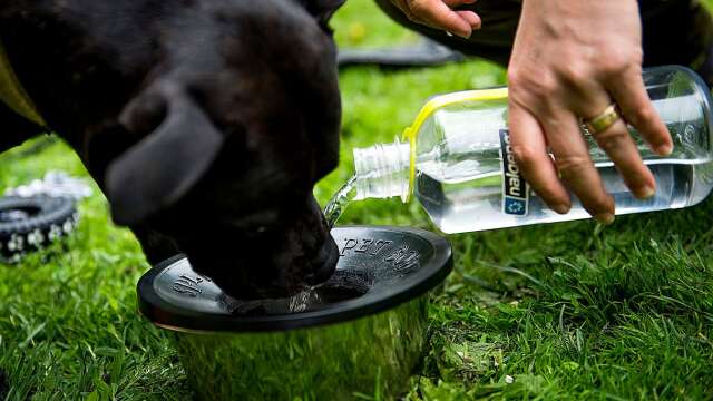 Hundar ska enligt djurskyddslagen ha möjlighet att dricka vatten av god kvalité, något hundarna i Degerfors inte haft vid inspektionerna. Arkivbild.