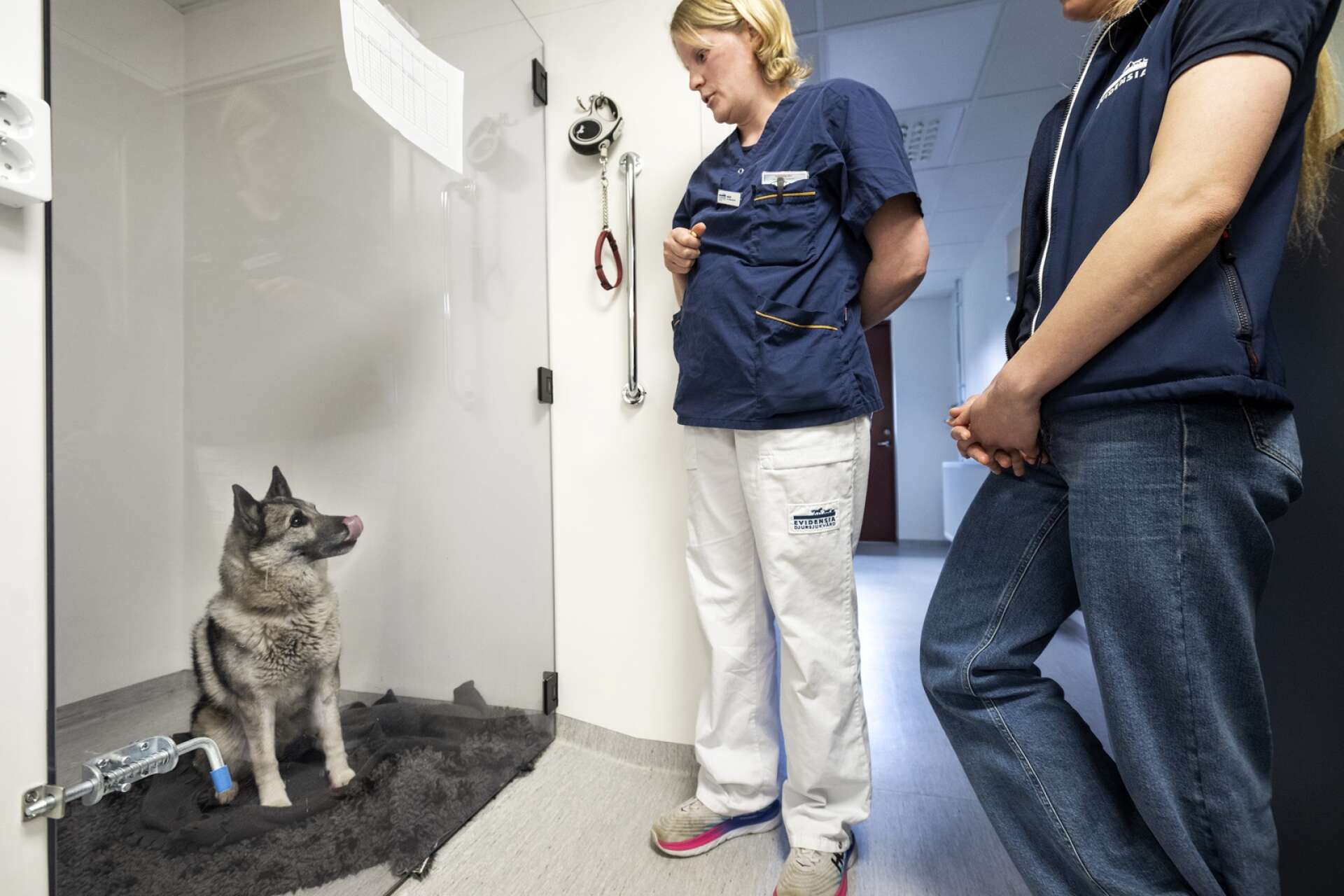 På söndag är det invigning av nya Karlstad djursjukhus Evidensia. Djurskötaren Malin Hedh och hennes gråhund Hilda, 5, visar upp en av de nya hundboxarna.