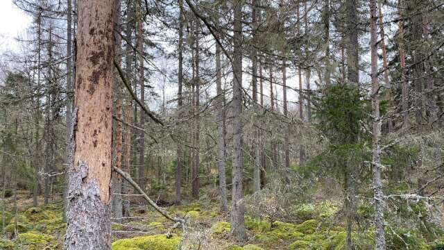 Tydliga tecken på farlig skog. Granarna har tappat merparten av barken.