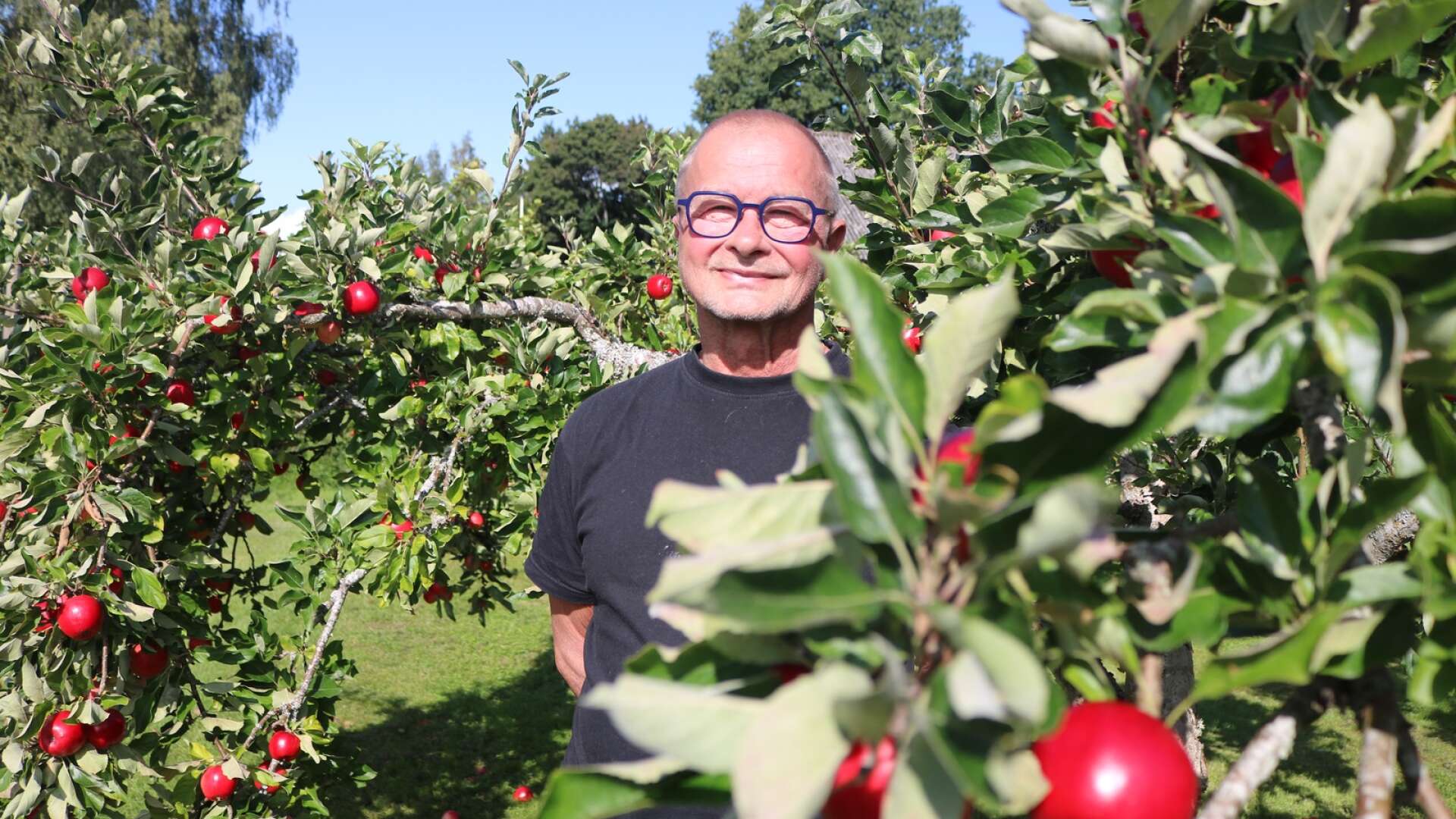 Roland Ölander på Jonslundsäpplet startar självplockning av äpplen på lördag.