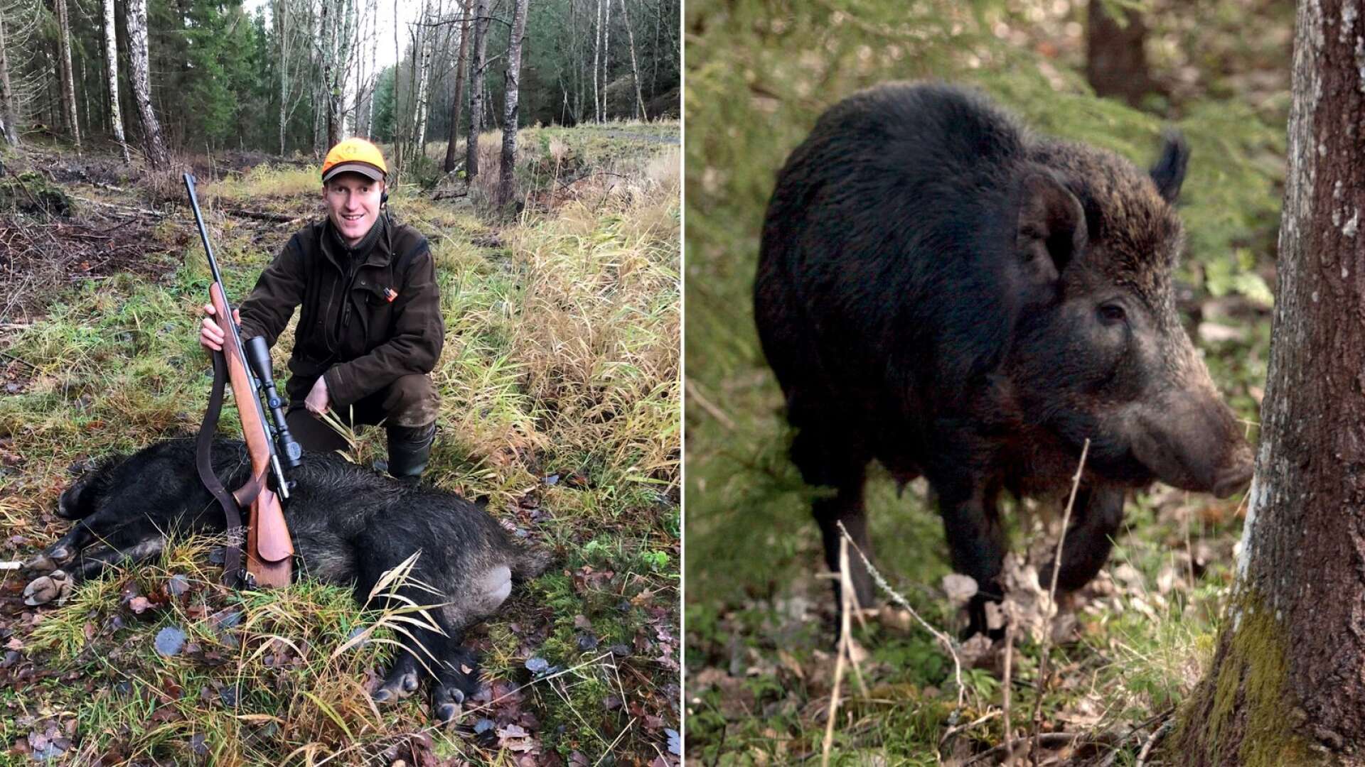 LRF:s Marcus Furusköld hoppas att fler jaktinsatser riktade mot vildsvin kan anordnas i Lidköpings kommun framöver. 