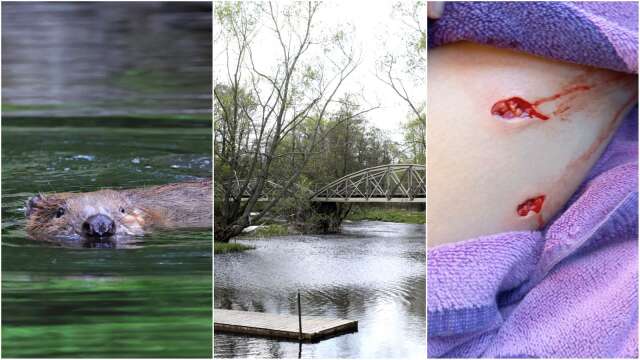 För några veckor sedan attackerades en simmare av en bäver. Nu har länsstyrelsen gett tillstånd till skyddsjakt på en bäver i Lidan vid Tråvads badplats.