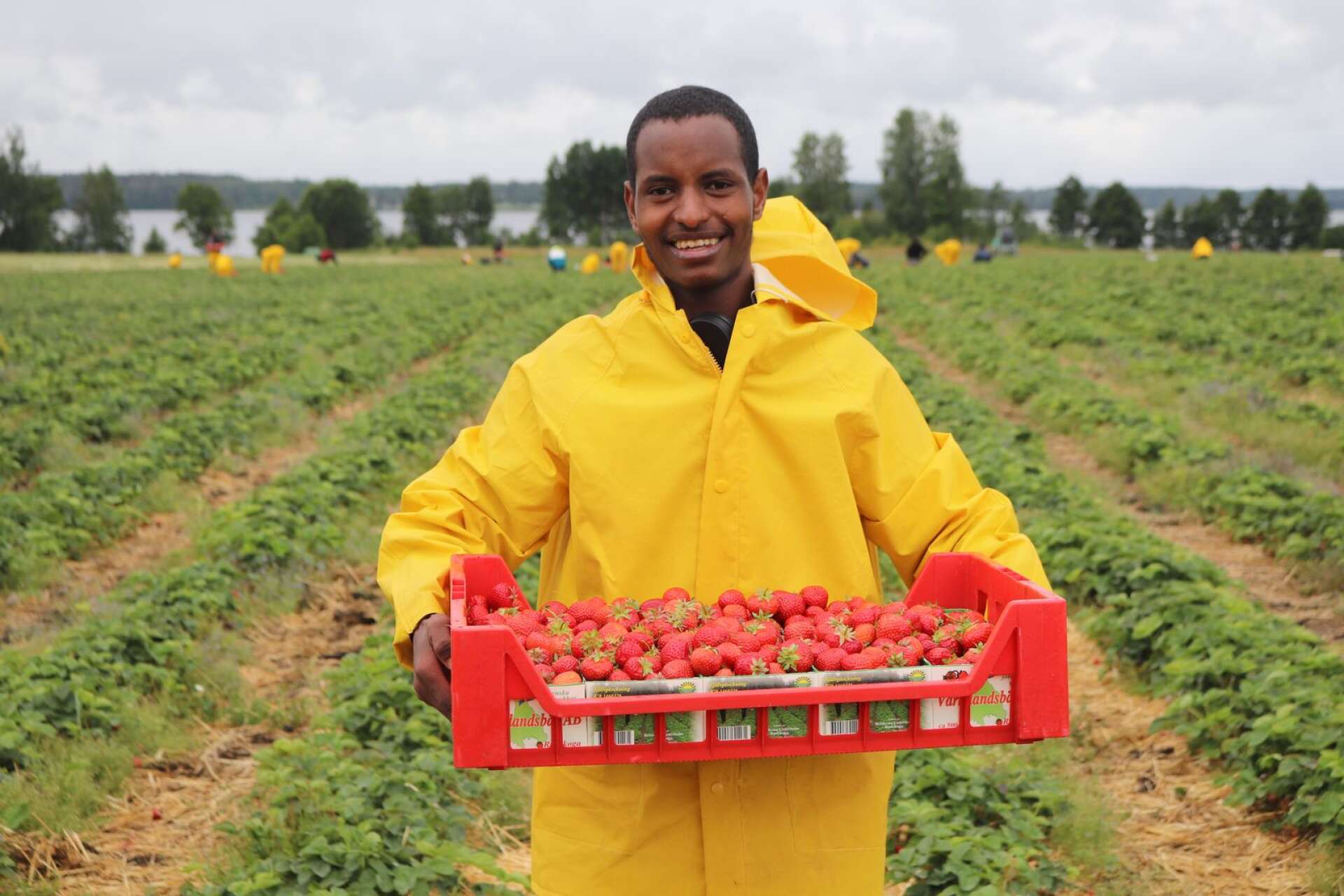 Abdikarim Jaama är en av jordgubbsplockarna. 