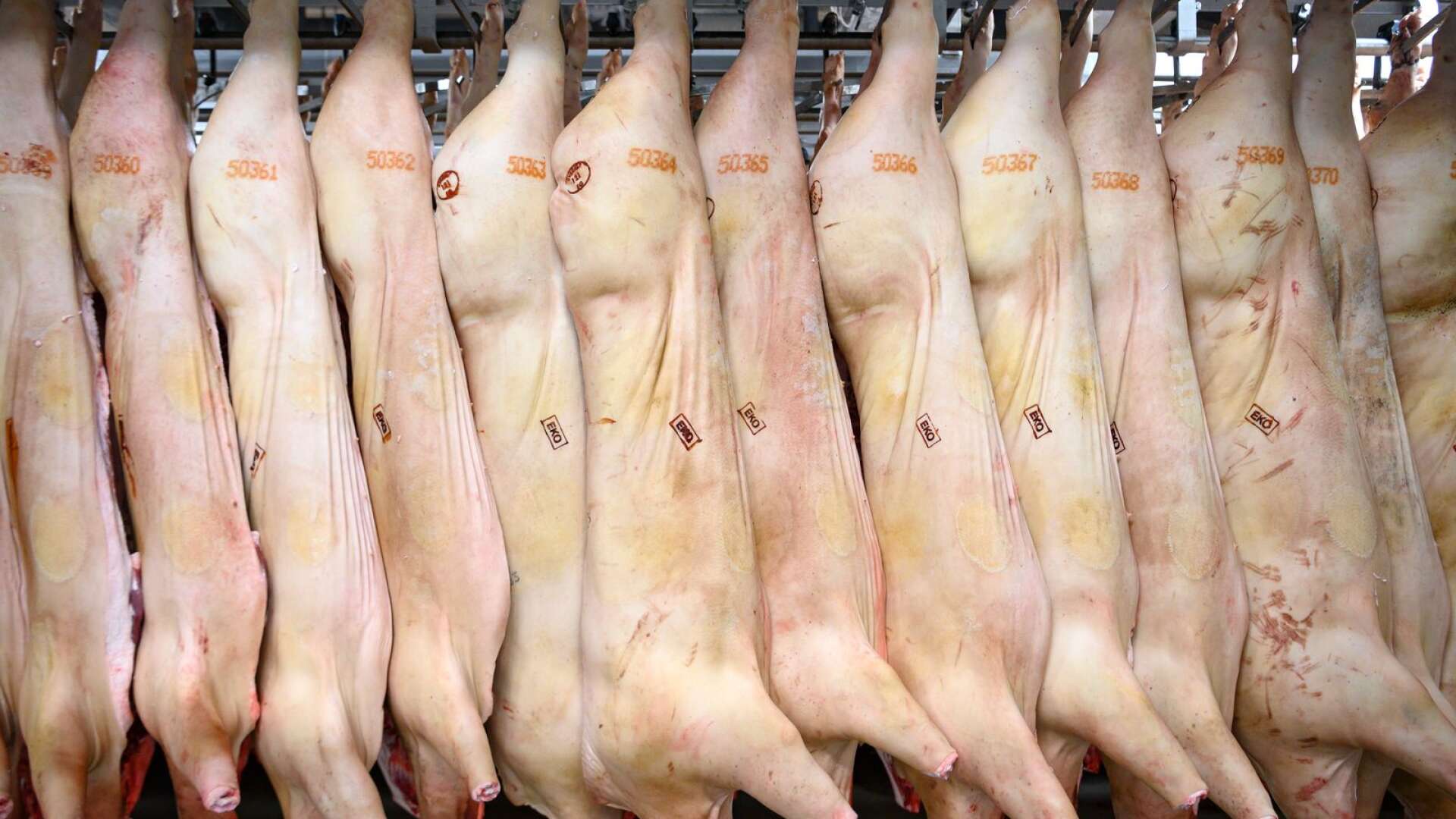 Eftersom slakteri och kötthantering är en av de verksamheter där EU anser att det finns mest risk att orsaka sjukdom, så är reglerna om livsmedelskontroll på slakteri särskilt omfattande, skriver Eiríkur Einarsson.