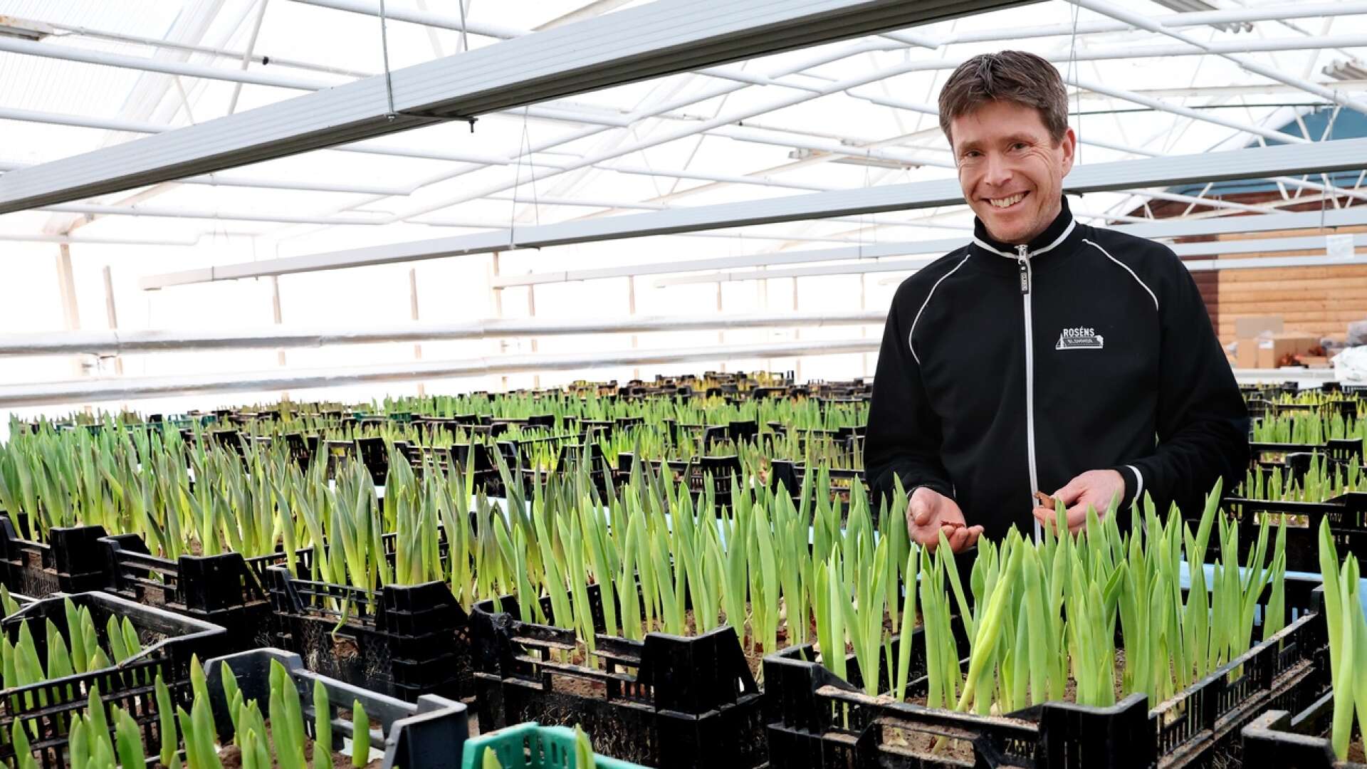 Roséns Blommor i Vara har drivit upp egna tulpaner i många år. ”Det är ingen bra affär rent ekonomiskt, men det är roligt att odla”, säger Niklas Rosén.