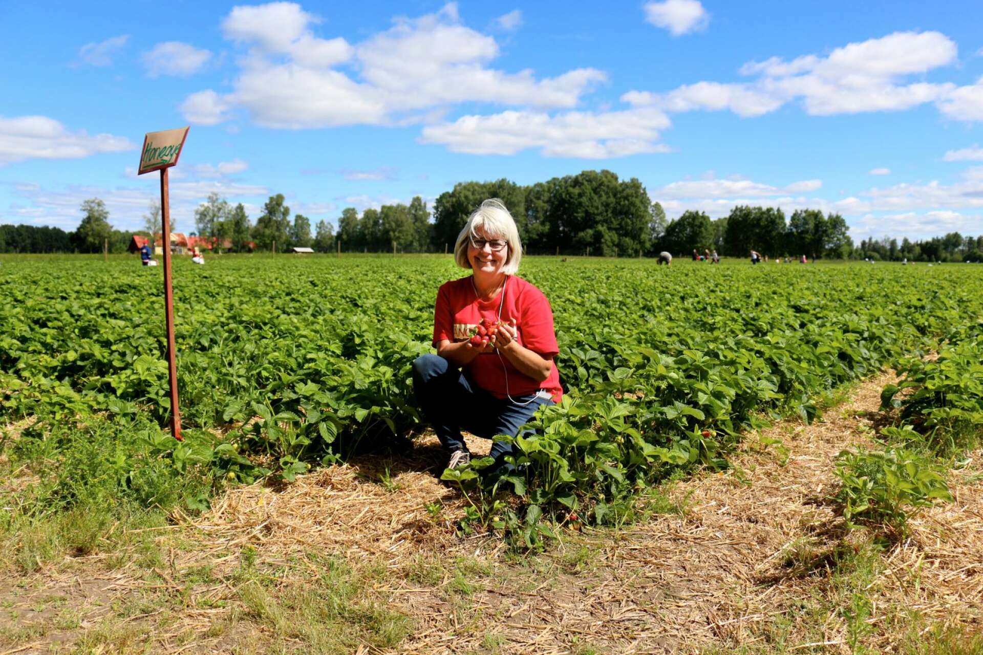 Årets sommar har även varit bra för jordgubbarna, menar Anna Wilén på Ängebäck trädgård.