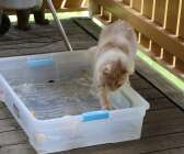 Katterna gillar också att leka med vatten. 