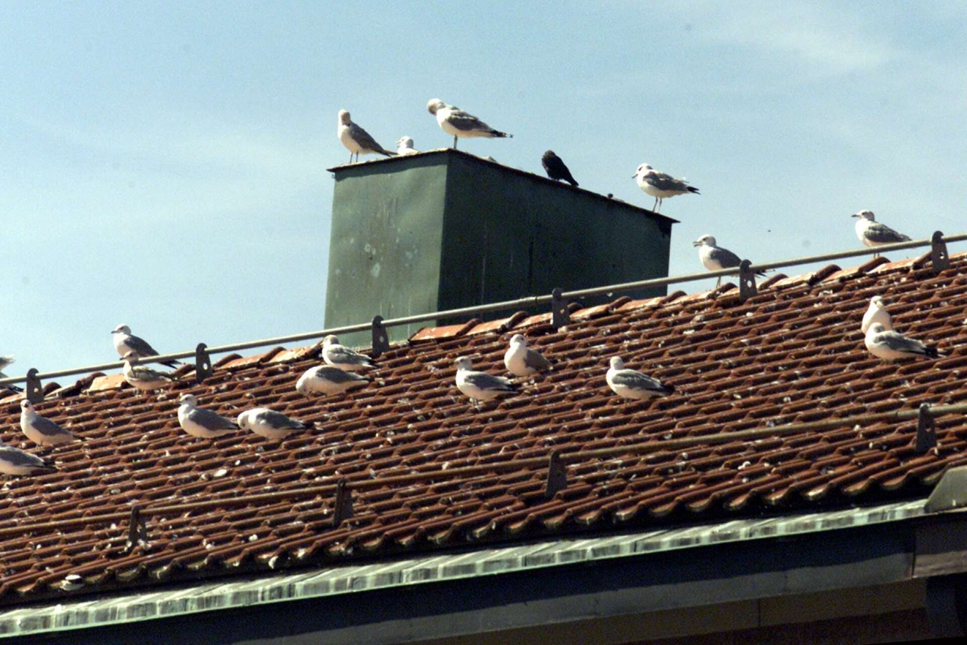 Fastighetsägare är ansvarig för att förebygga störningar från fåglar som häckar på tak eller intill fastigheten, skriver insändarskribenten.