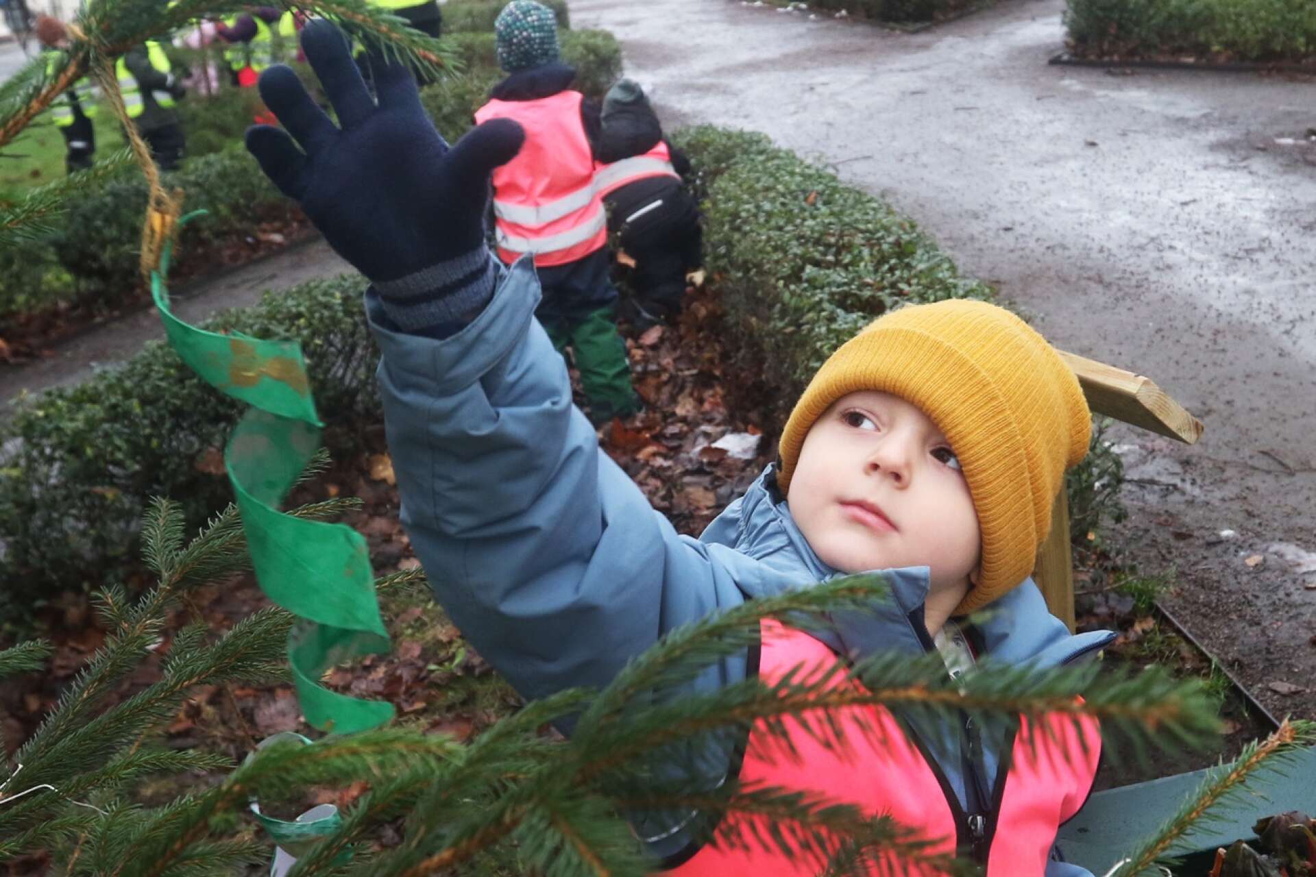 Förskolebarn  klär granar i Esplanaden julgran julpynt