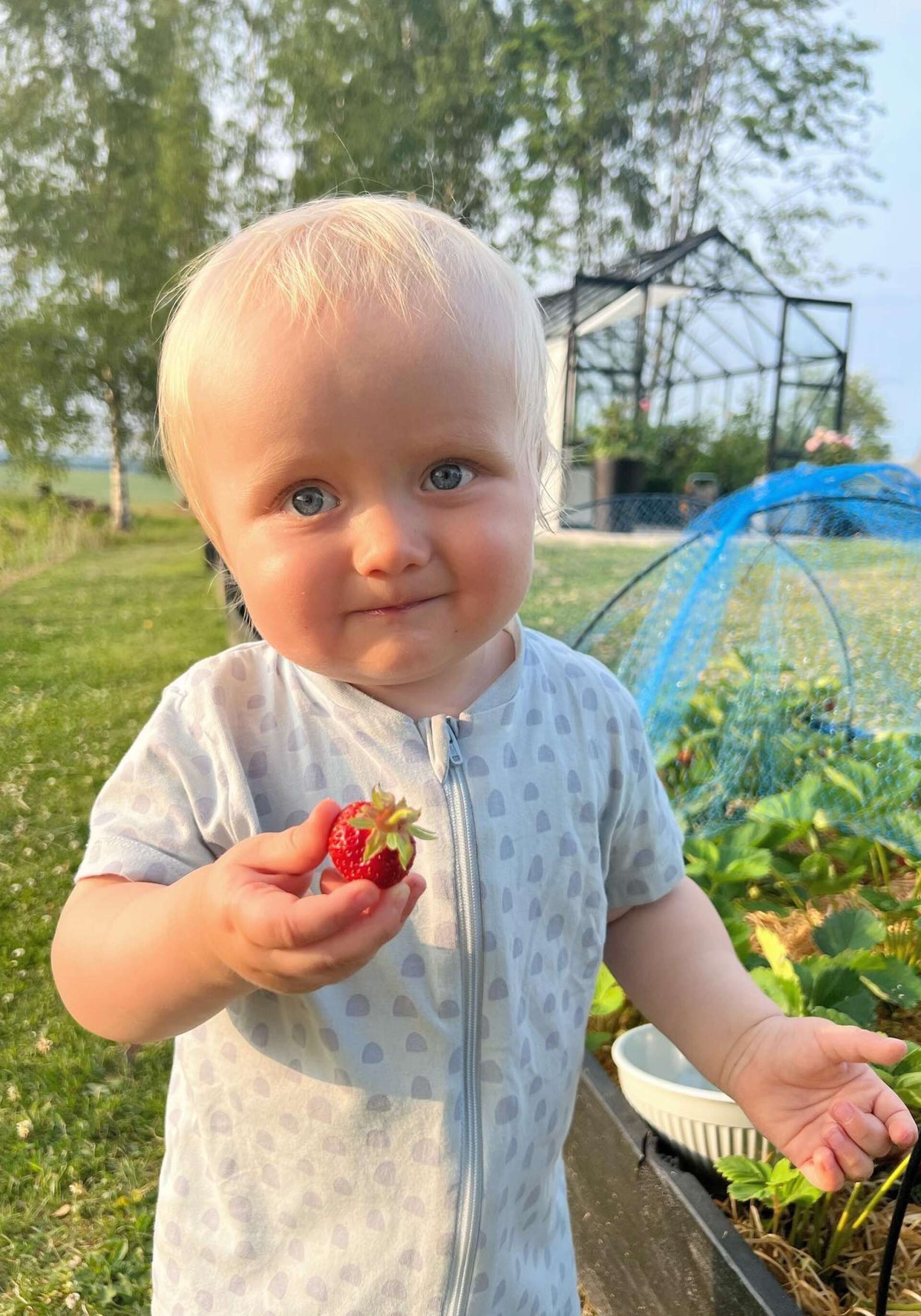 Matheo smakar dom hemmaodlade jordgubbarna i Ingmår.