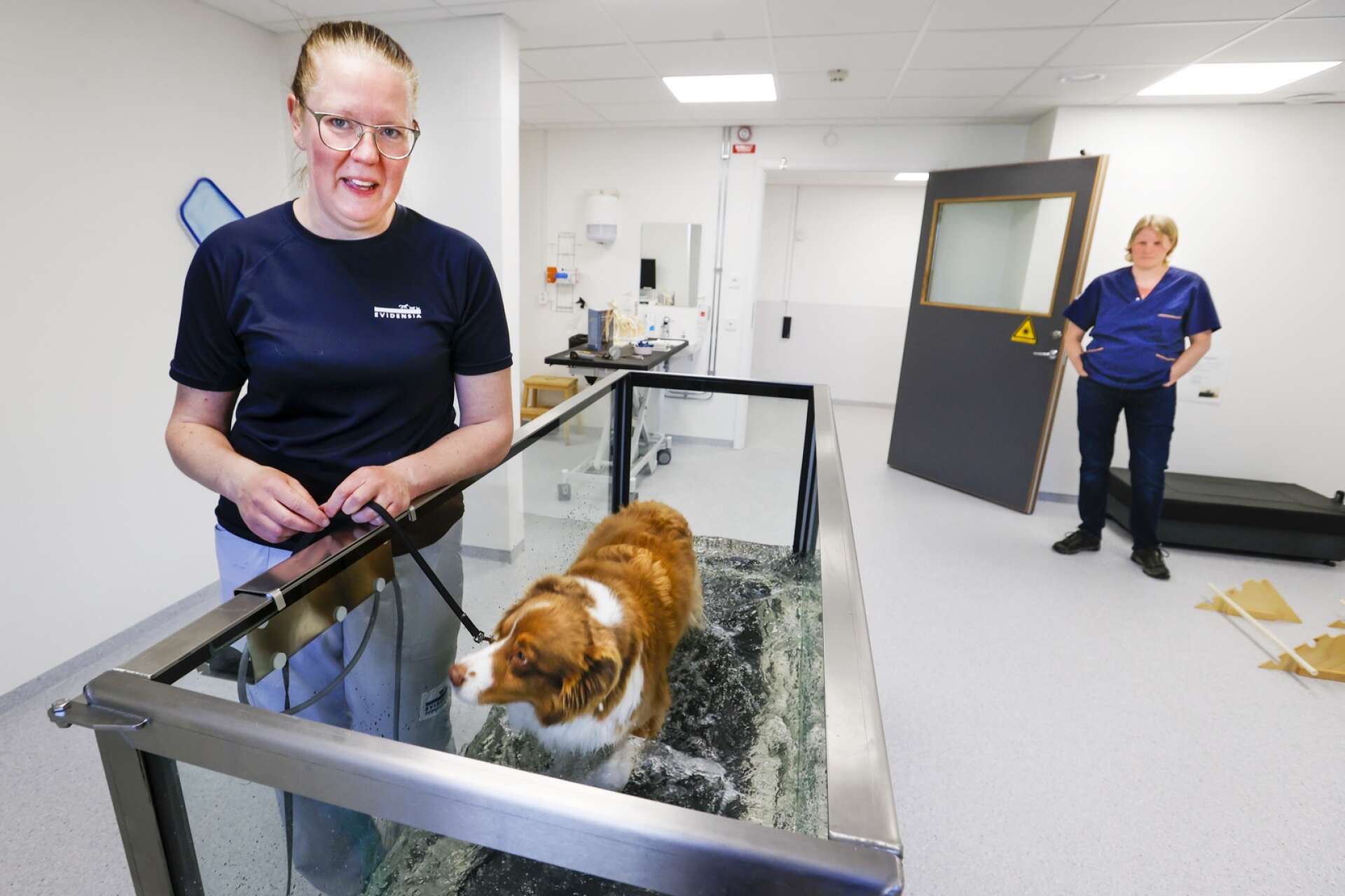 Evidensia djursjukhus har även en stor rehabiliteringsavdelning. Här visar hunden Eka upp löpbandet, som kan fyllas med vatten, som används i rehabiliteringssyfte. Djursjukskötaren och fysioterapeuten, och Ekas matte, Camilla Ekström står bredvid. 