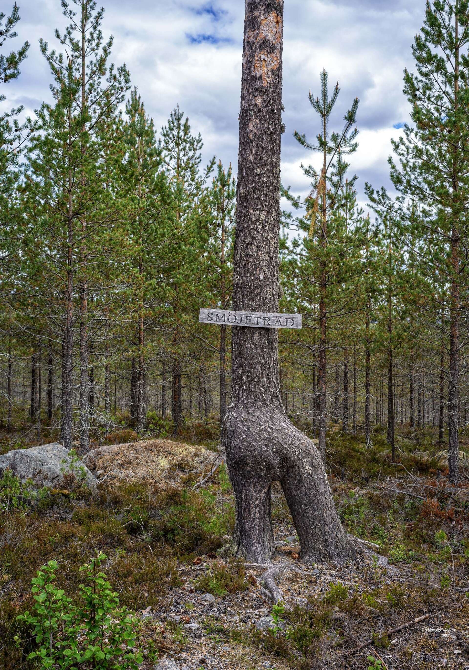 Smöjetallen norr om Gränsvägen, i riktning mot Järpliden, blev Värmlands knasigaste träd 2022.