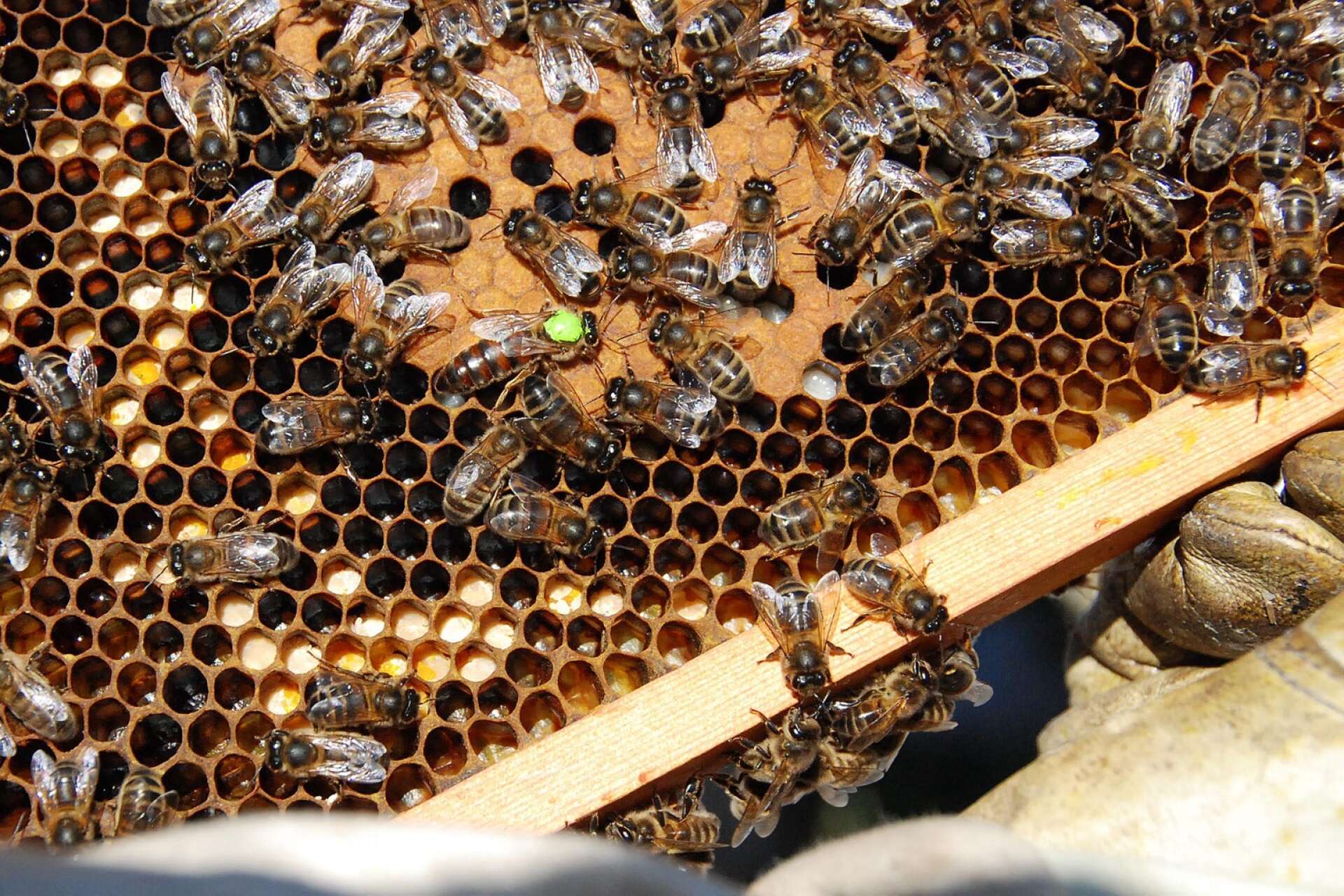 Vill man börja biodla tipsar Lillemor Berggren om att vända sig till sin närmaste biodlarförening i första hand. Bilden är en arkivbild, och bina hör således hemma hos någon annan.