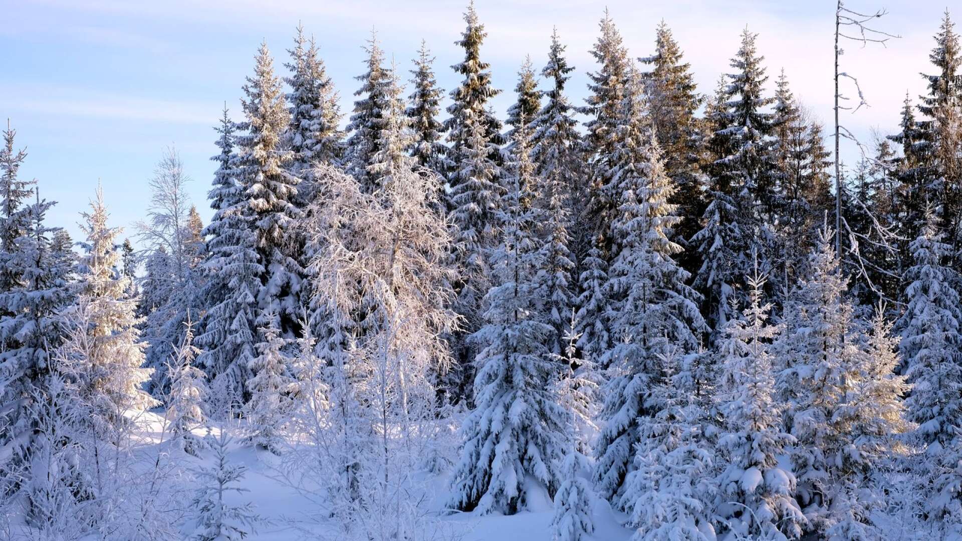 Vi vill säkra äganderätten i skogen, skriver Bäckström och Persson.