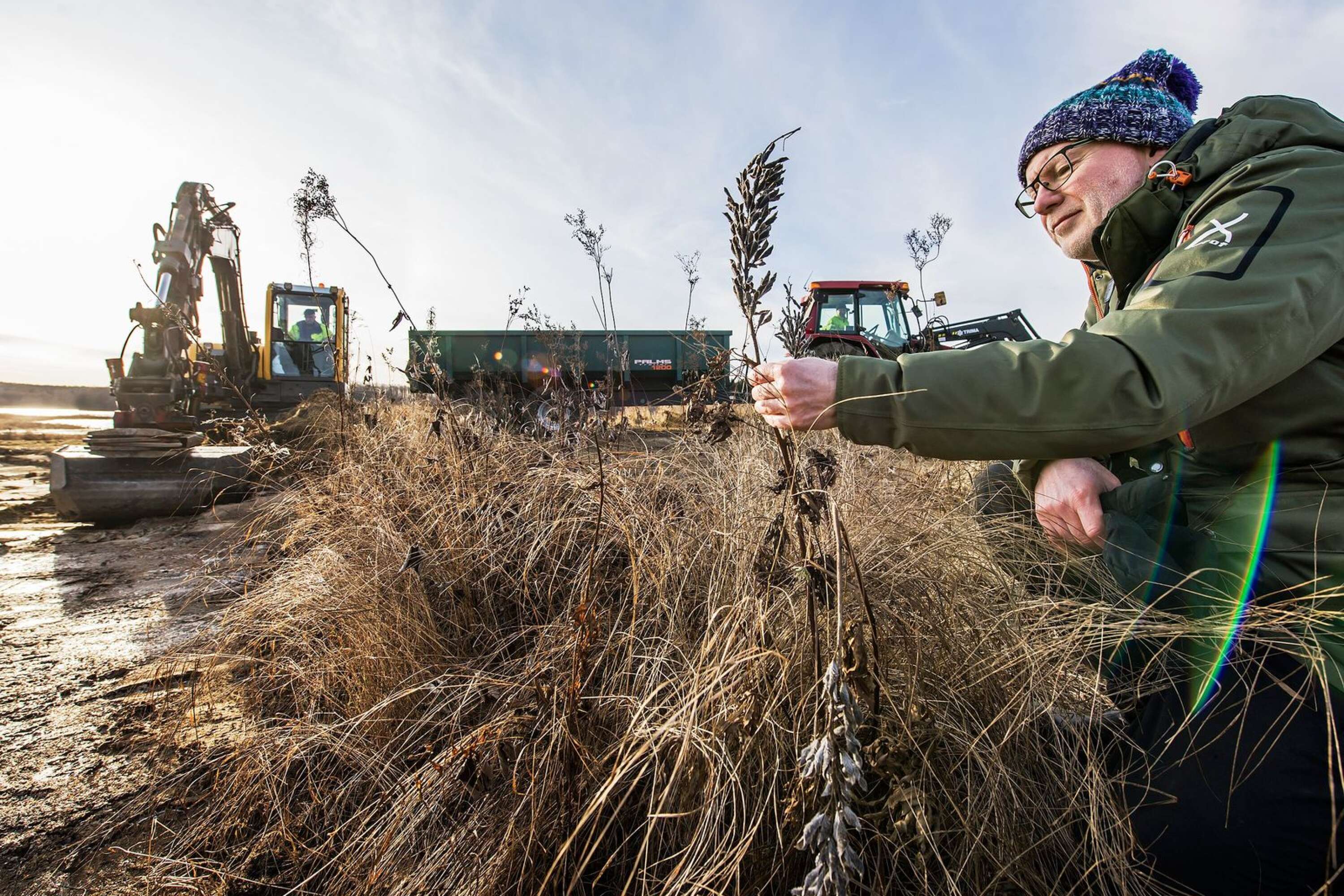 Senhösten 2019 följde VF med länsstyrelsens naturvårdsbiolog Sven-Åke Berglind till Ängåsen, strax norr om Edebäck, där invasiva lupiner och kanadensiskt gullris grävdes bort för att gynna vildbins livsmiljö.