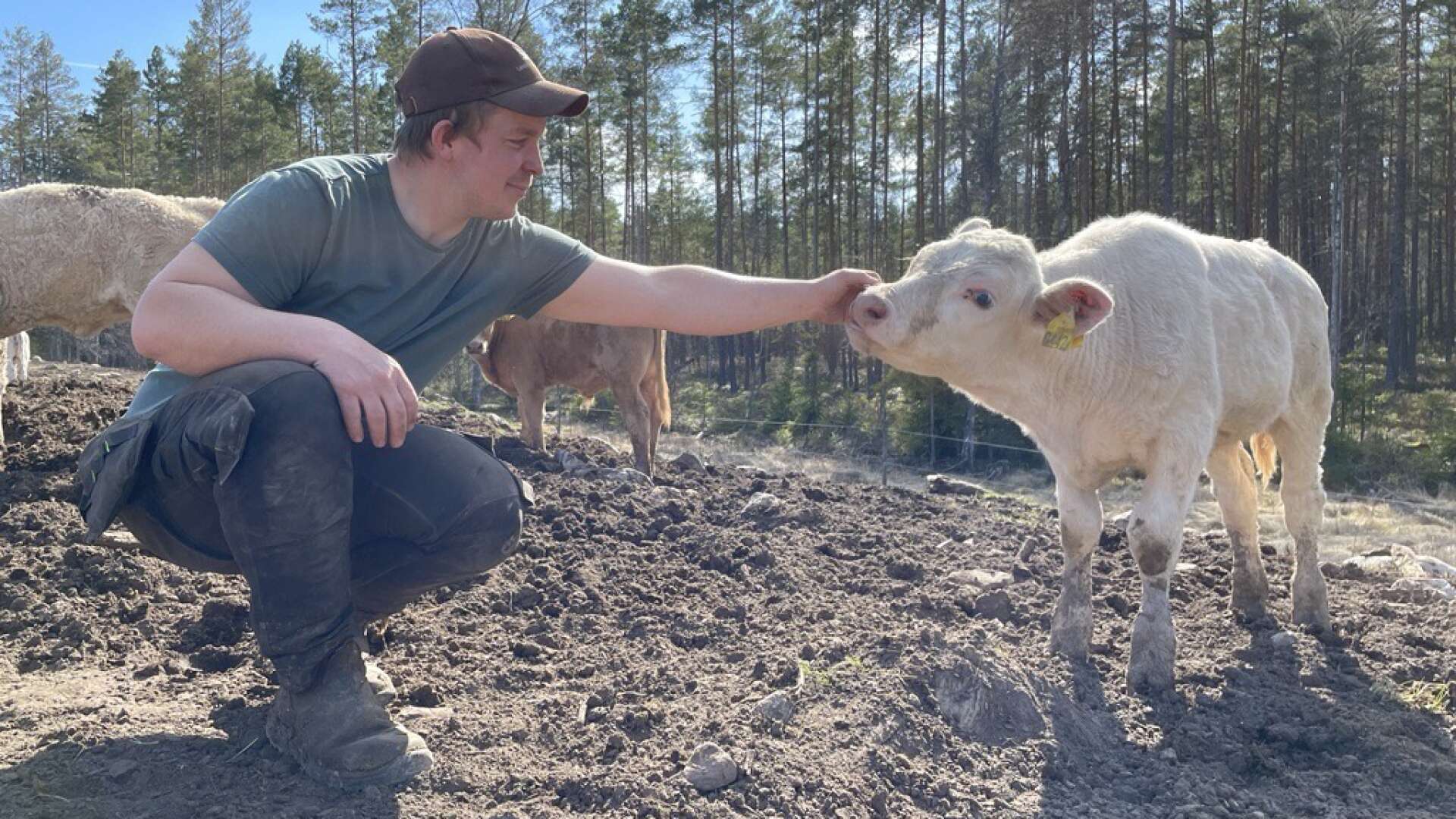 Jonas Kervén har hand om köttkor både åt sig själv och grannen. I utbyte får han hjälp med insatser som kräver specialmaskiner. 