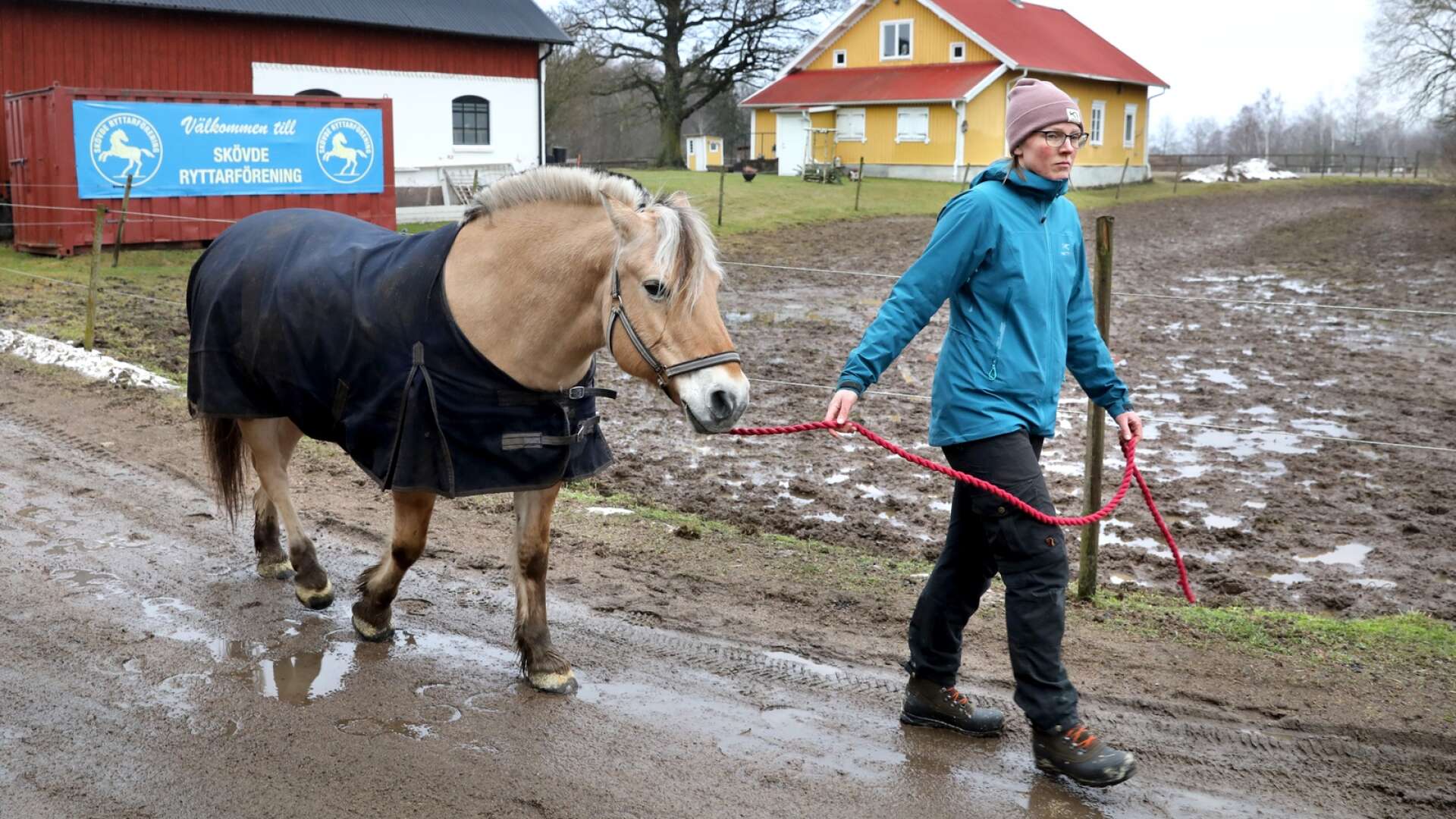 Fjordingen Valdo, 22 år, är en av ridskolans trotjänare som är värd att få gå i ”pension”. Sofia Lestander, Skövde Ryttarförening, säger att de önskar ett stort kapitaltillskott för att kunna köpa in nya hästar till ridskoleverksamheten.