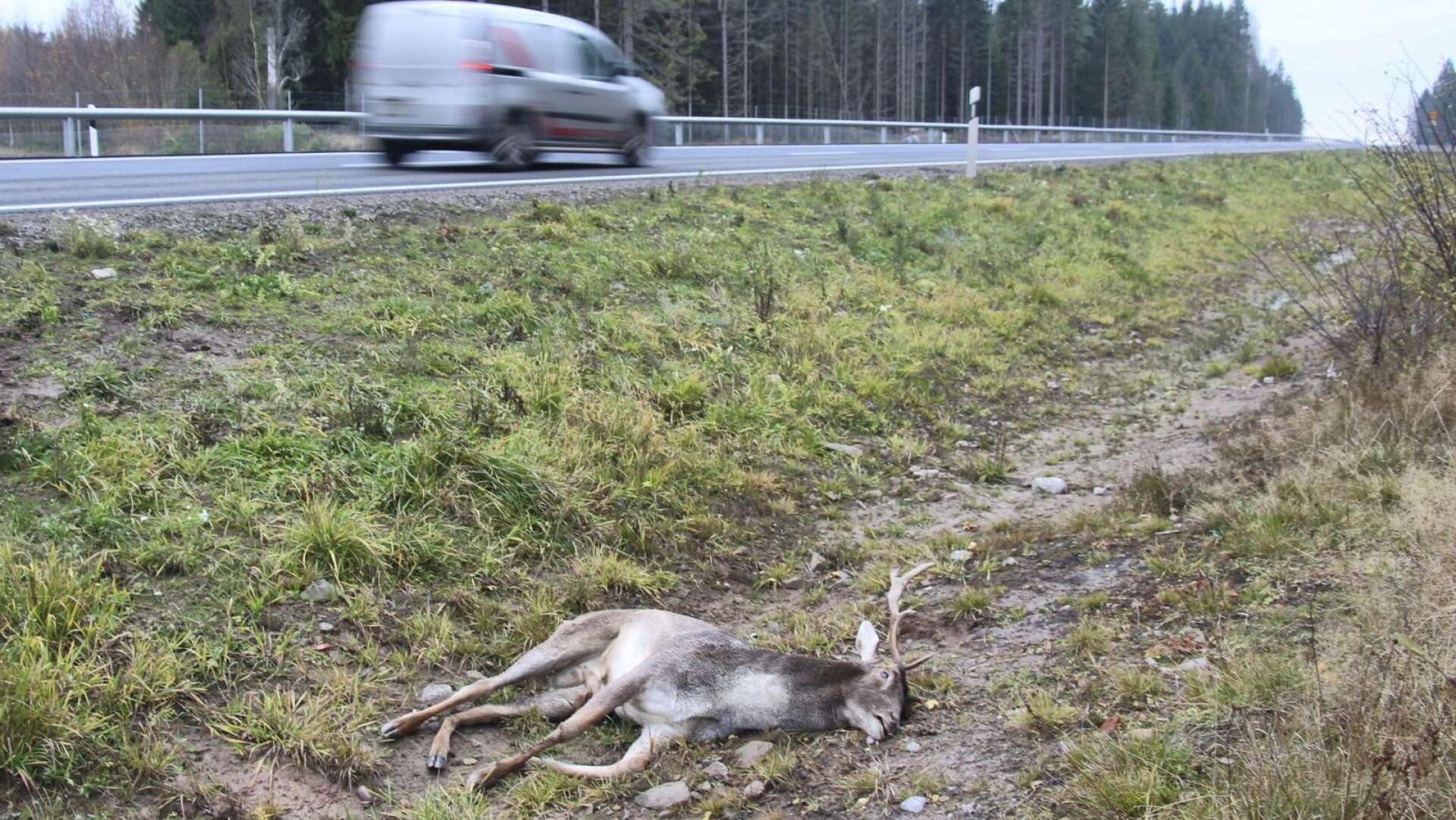 Väg 172 är en av de mest olycksdrabbade vägarna i Västra Götaland när det gäller viltolyckor. 