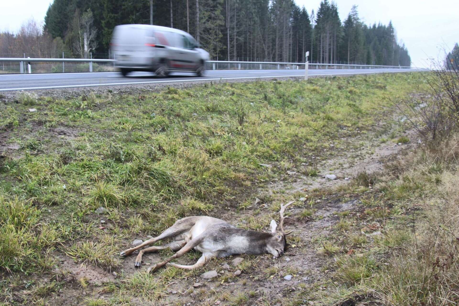 Väg 172 är en av de mest olycksdrabbade vägarna i Västra Götaland när det gäller viltolyckor. 