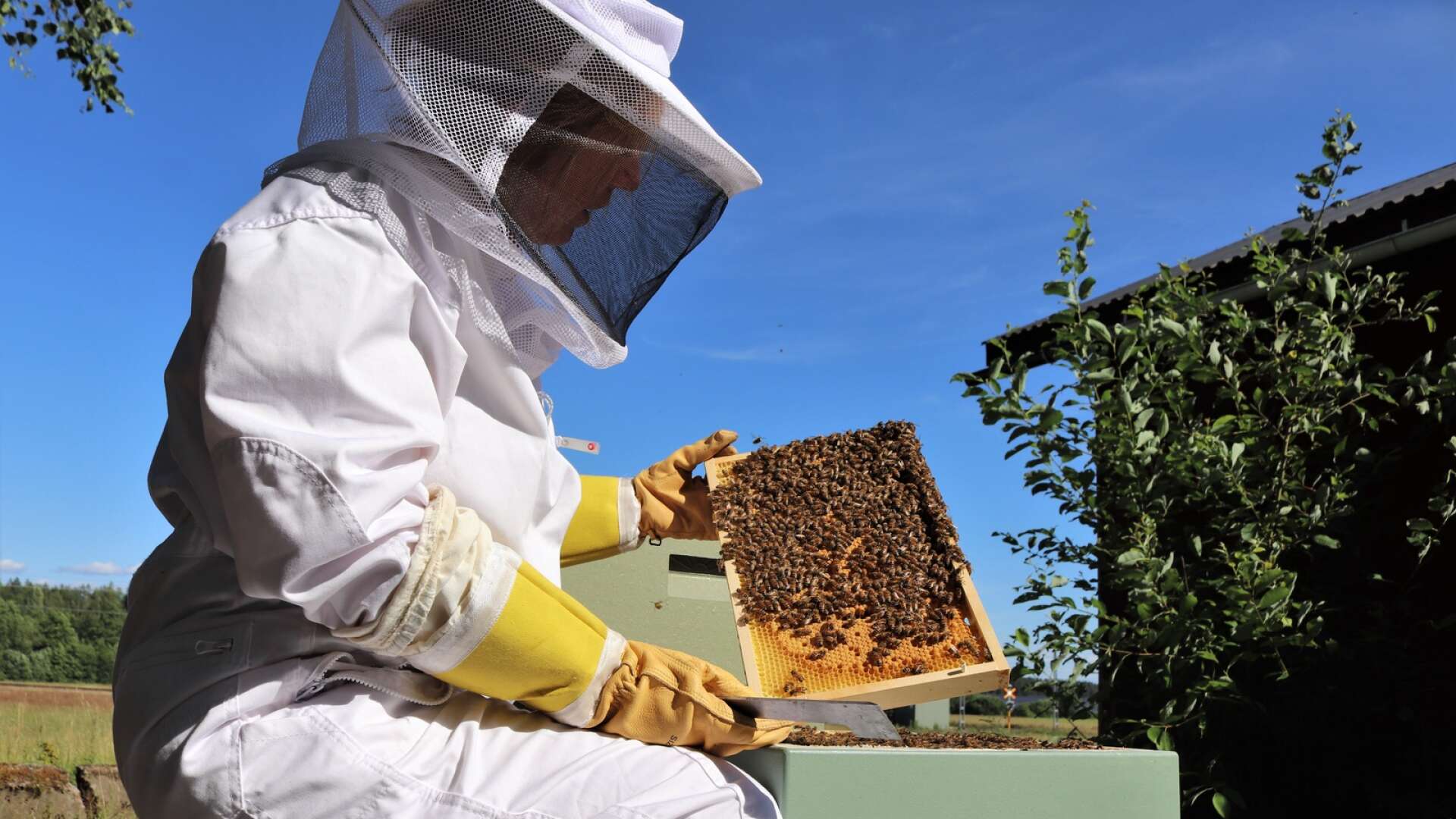 Katarina Lidén startade tillsammans med sin man Klas upp en biodling förra sommaren. I år har de slungat sin första honung.