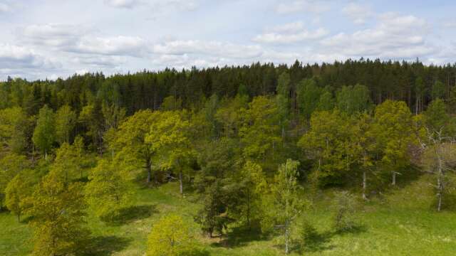 Aktörer inom skogsnäringen träffades nyligen i Dals Långed för att se på utvecklingsmöjligheterna inom skogsbruket i Dalsland.