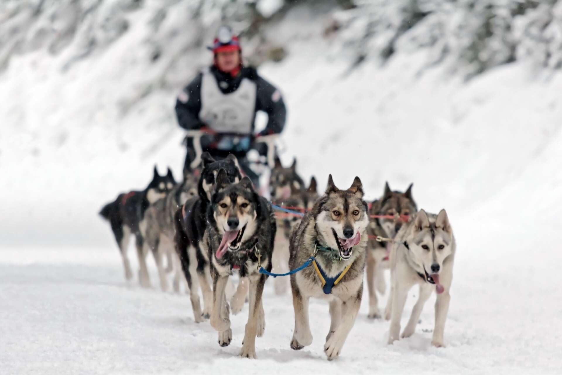 SM-veckan avgörs i Skövde i början av nästa år och utbudet är brett. Hundspann är en av sporterna som finns med på schemat.