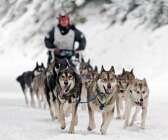 SM-veckan avgörs i Skövde i början av nästa år och utbudet är brett. Hundspann är en av sporterna som finns med på schemat.