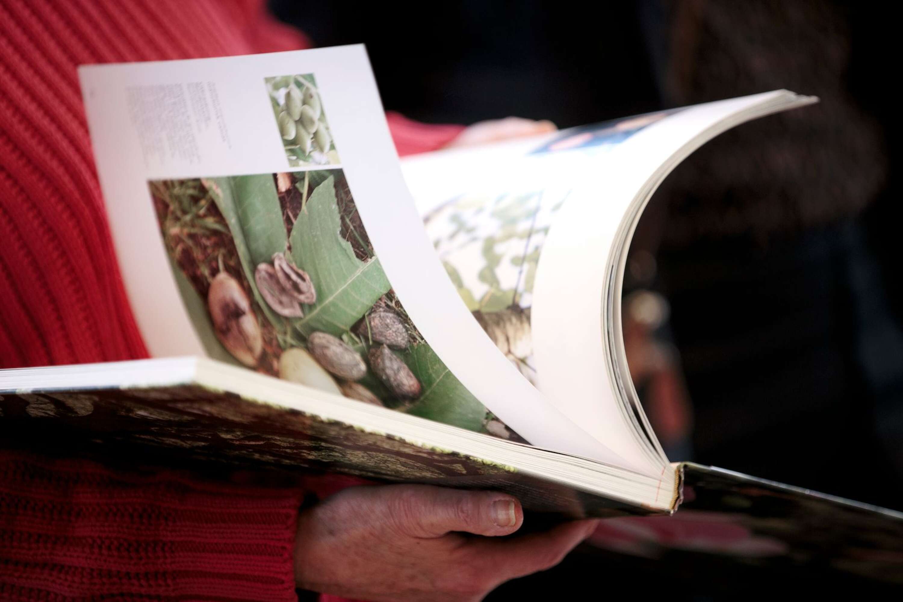 Boken om Stadsträdgården är fylld av vackra bilder på växter och nog fanns det att välja på: 800 olika arter finns i trädgården.