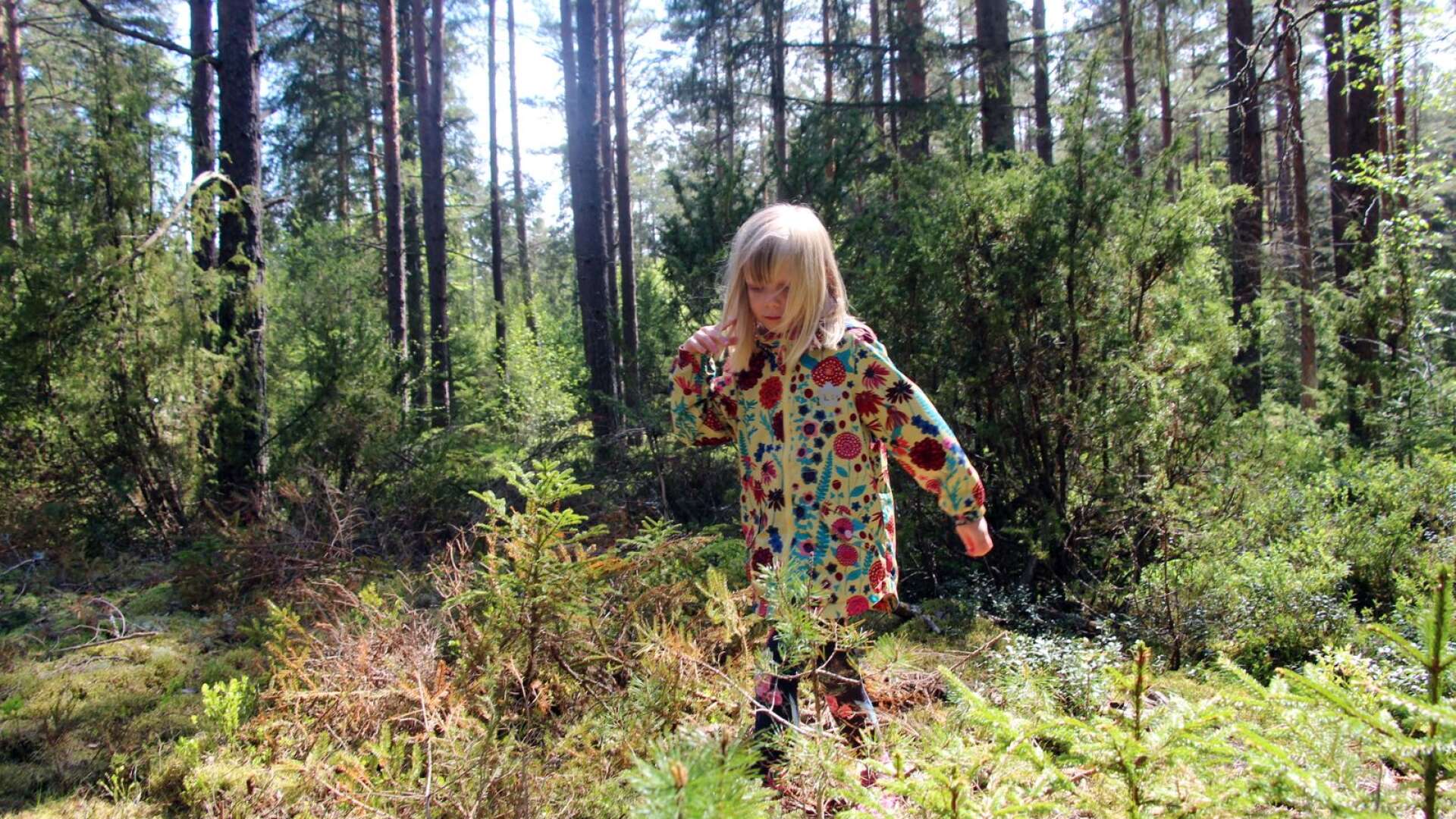 Skara stift är nu klar med sin allra första klimatstig. Den finns på Torsö vid Hattarevik, sexåriga Blenda var en av de första att pröva den.