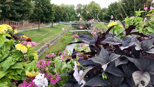 På tisdag skänker Åmåls kommun blommor och knölar till allmänheten i Plantaget.