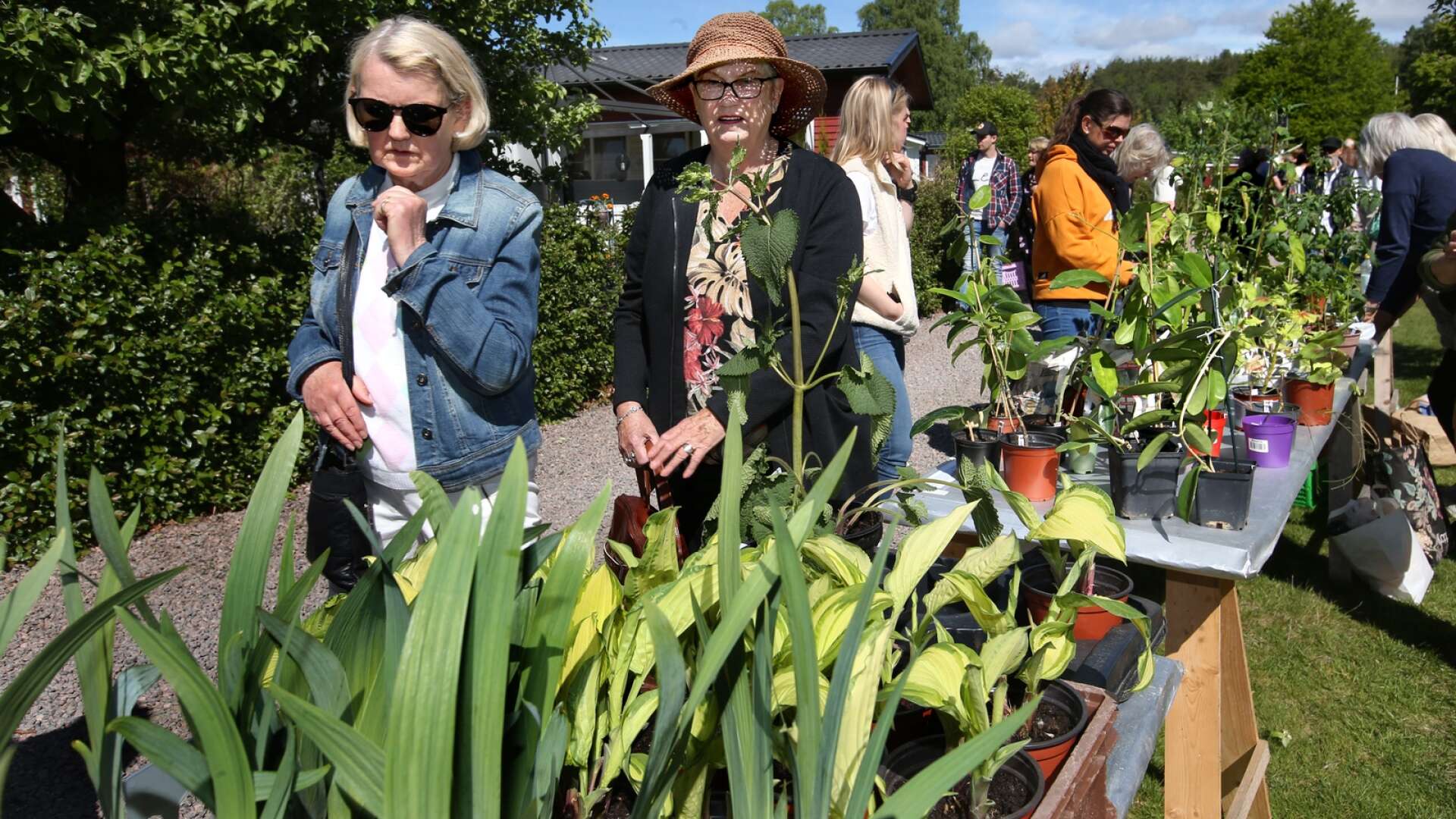 Agneta Sillegård (i jeansjacka) och Lena Werme (i hatt) inspekterar intresserat utbudet under söndagens växtmarknad. 
