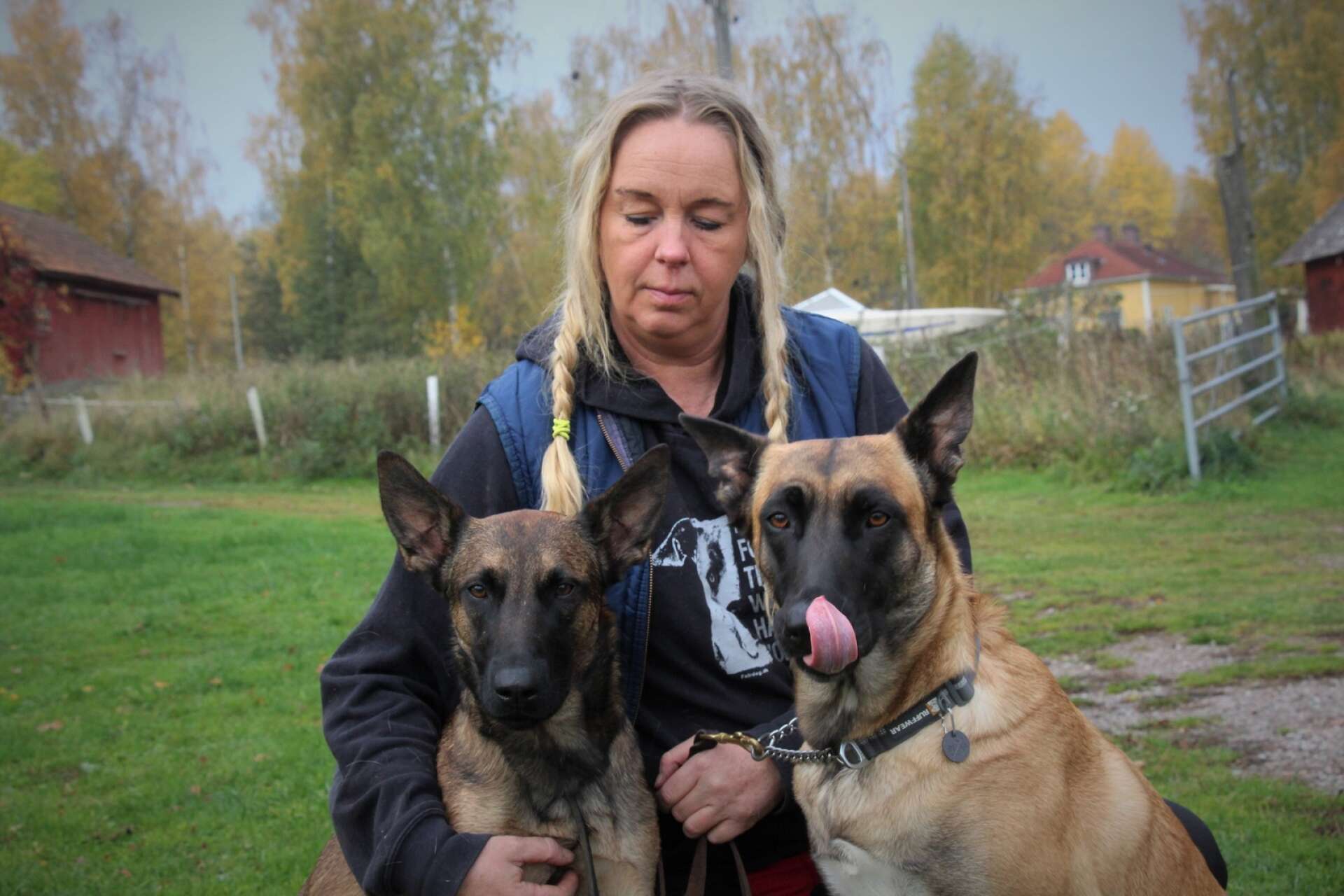 Bella och Vilda är malinoiser, en belgisk vallhund, som kan användas som polishundar och andra typer av tjänstehundar.