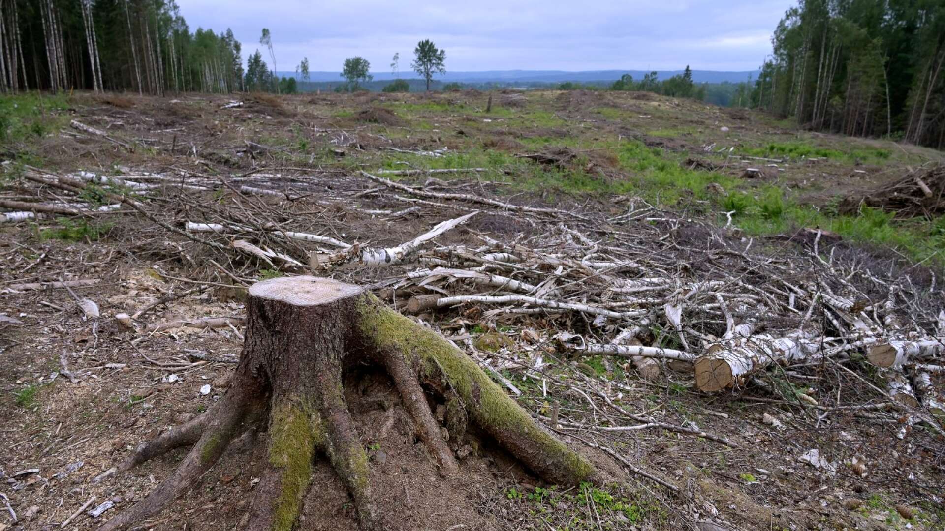Varje gång en skog kalhuggs slutar den producera syre, skriver Gottfried Klein.