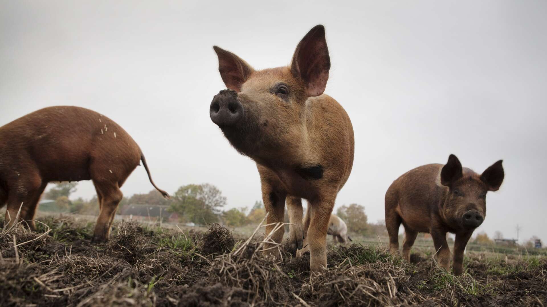 Under många år har Sveriges grisföretagare arbetat aktivt för att säkra upp så man inte får in smittor på sina gårdar. 