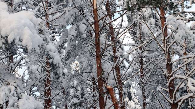 Insändarskribenten undrar vem som bär ansvaret för snötyngda träd längs med vägen. Arkivbild.