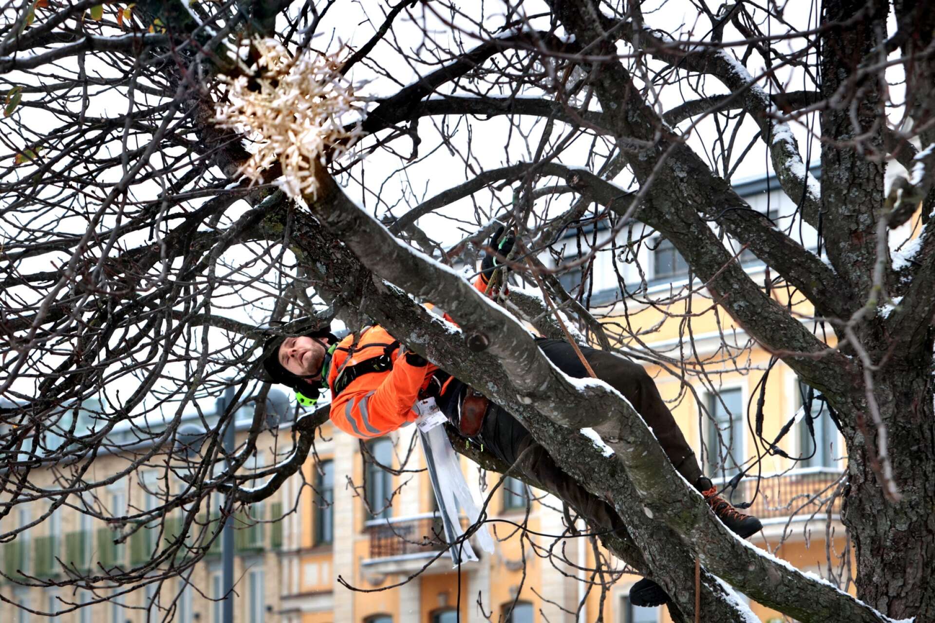 22 november. Några arborister var på plats utanför stadshotellet och hängde upp julstjärnor i träden.