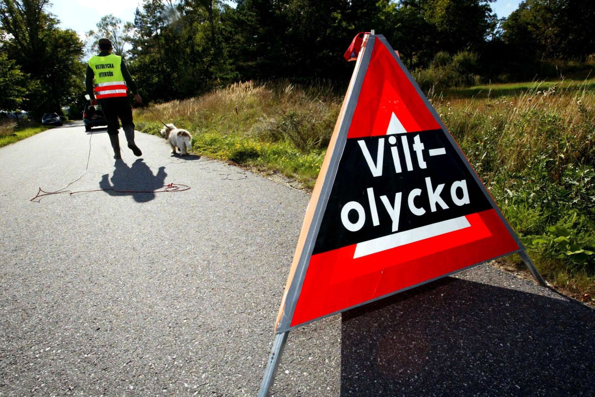 En viltolycka inträffade under lördagskvällen utanför Steneby i Bengtsfors kommun.