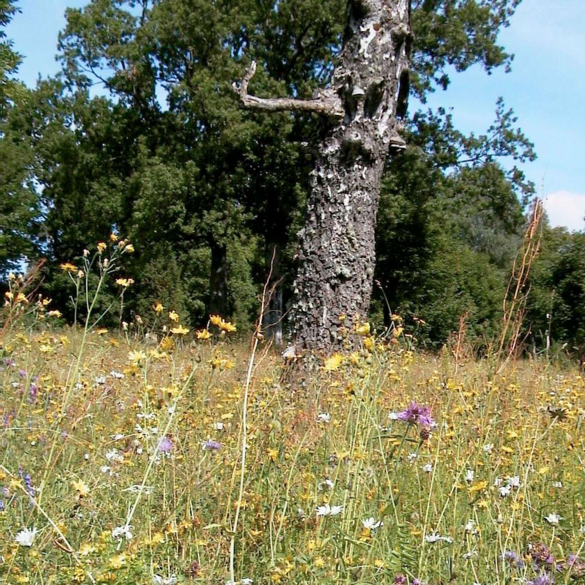 Blomsterprakt på Bräcke ängar, ett av Åmåls kommuns många naturreservat.