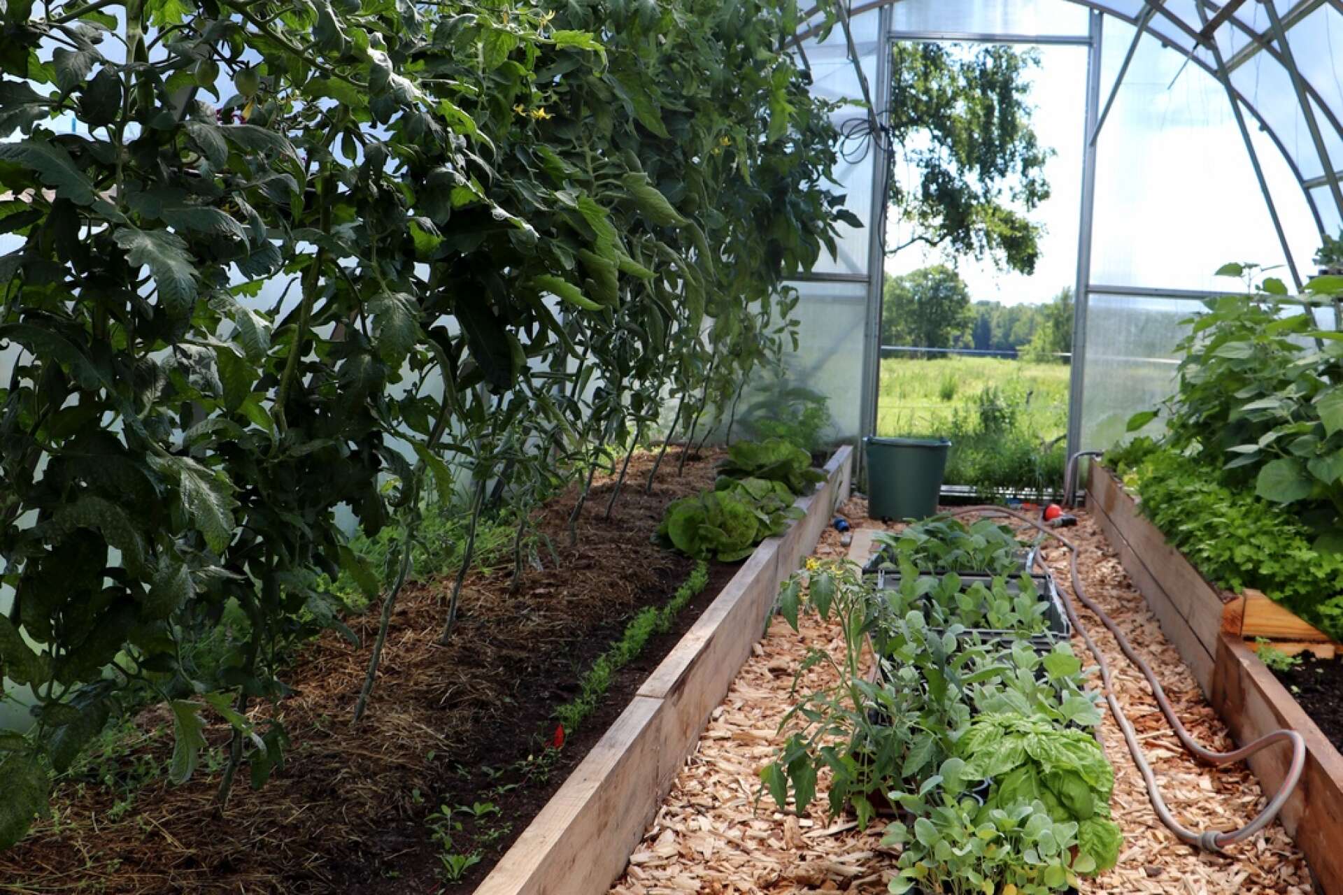 I växthuset odlas grönsakerna helt giftfritt. Skörden går både till självförsörjning och till försäljning.