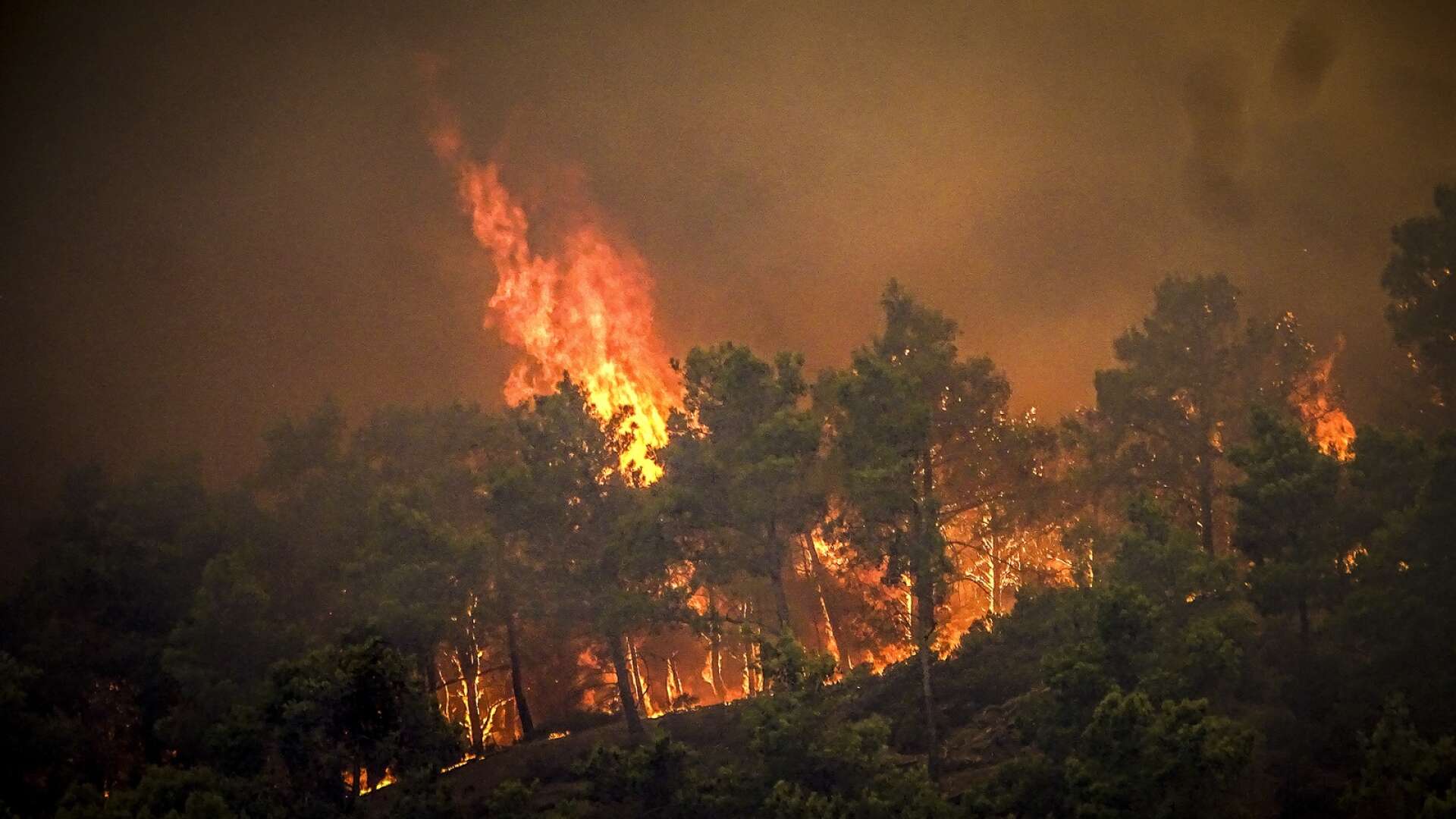 I helgen tog skogsbränderna fart på Rhodos. Mängder av människor har tvingats evakueras.