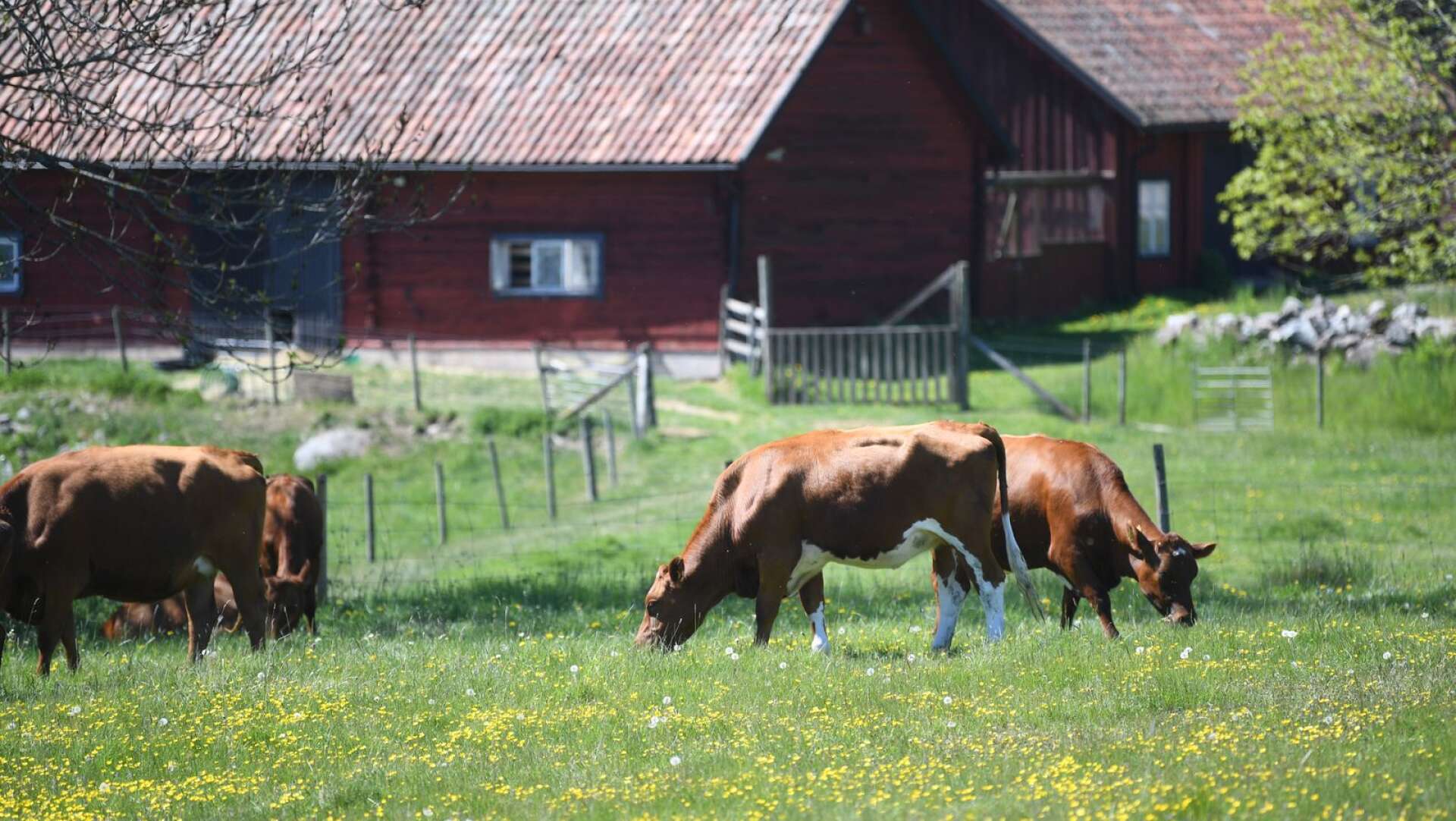 Ökad efterfrågan på svenska livsmedel har i år gett lantbruket en stabil lönsamhet.