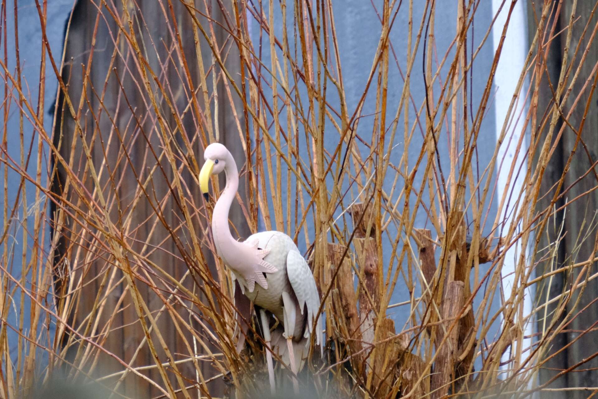 En väldigt stillsam flamingo visar sig i Vargön.