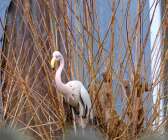 En väldigt stillsam flamingo visar sig i Vargön.