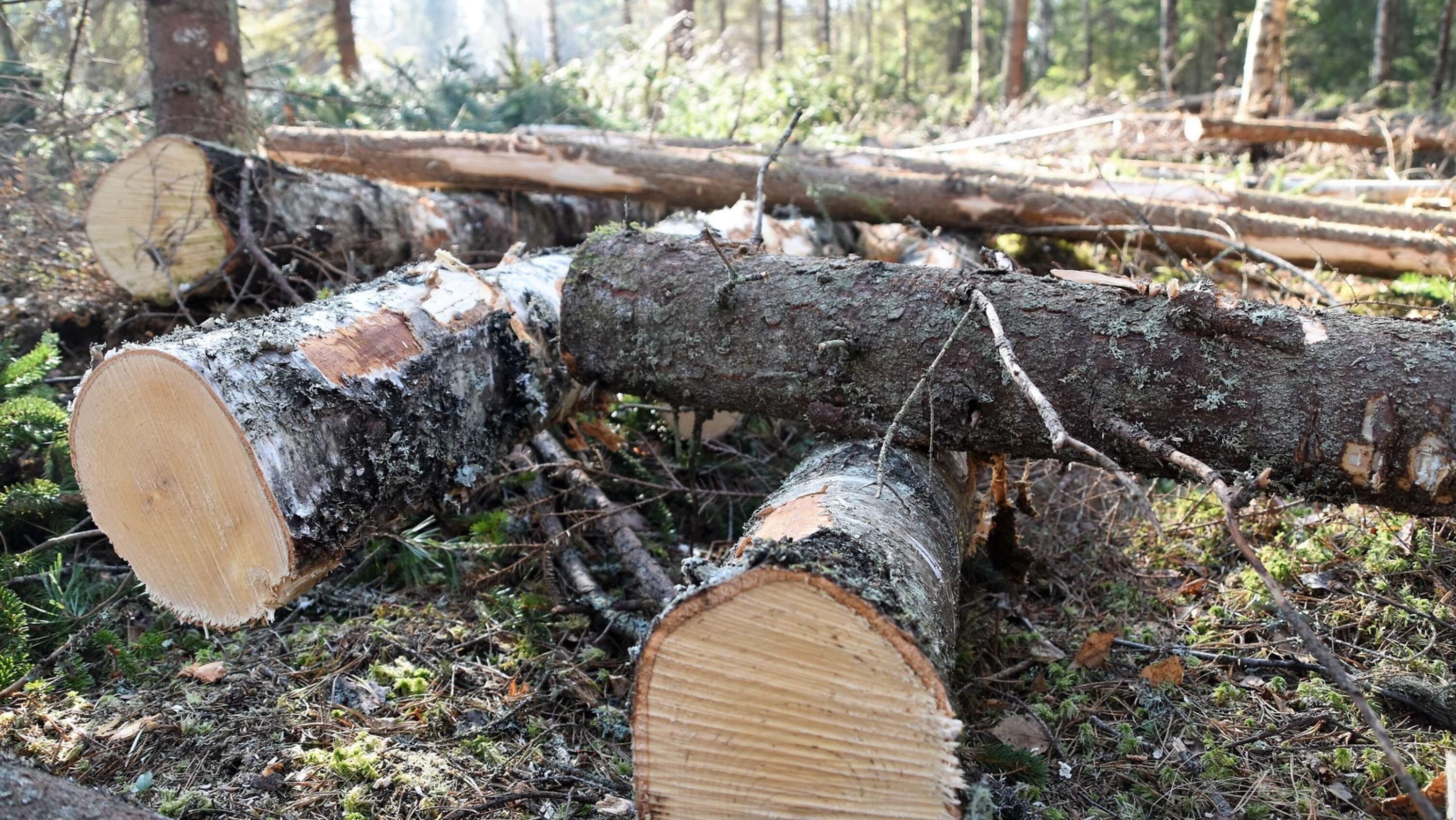 Björn Sjöstrands forskning kan bidra till att pappersfibrer från trä går att återvinna många fler gånger än i dag.