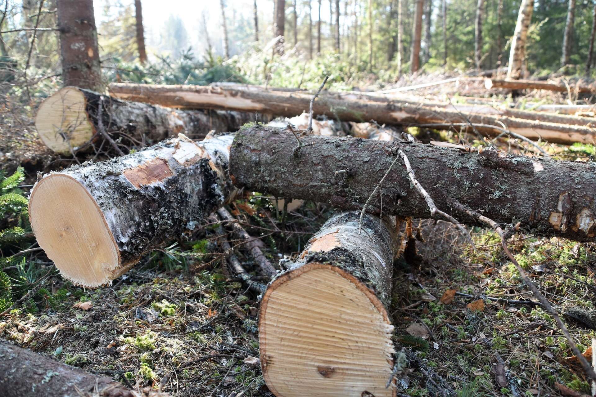 Björn Sjöstrands forskning kan bidra till att pappersfibrer från trä går att återvinna många fler gånger än i dag.
